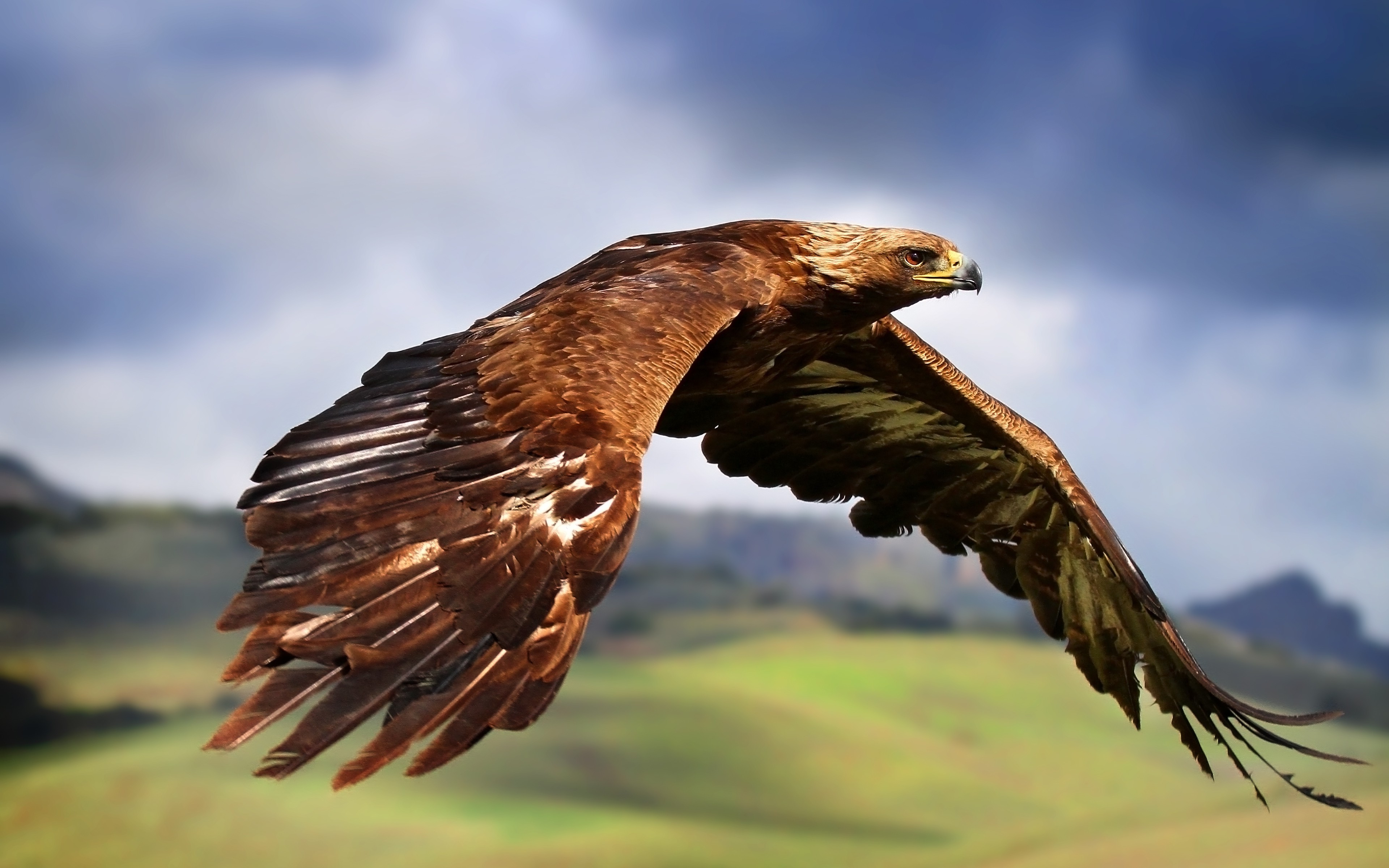 Golden eagle in flight over rolling hills HD Wallpaper