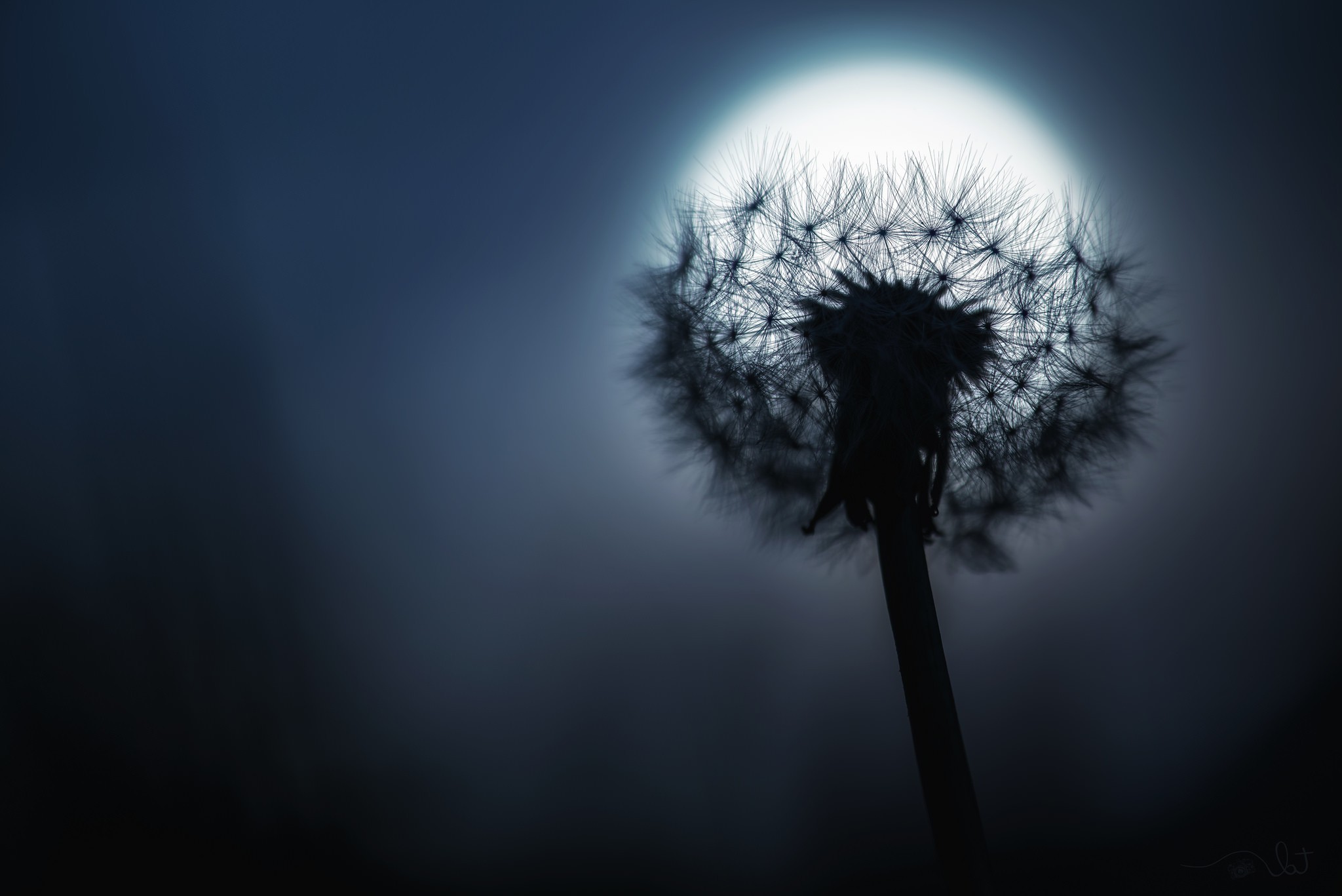 Macro Silhouette of Dandelion Against the Moon HD Wallpaper