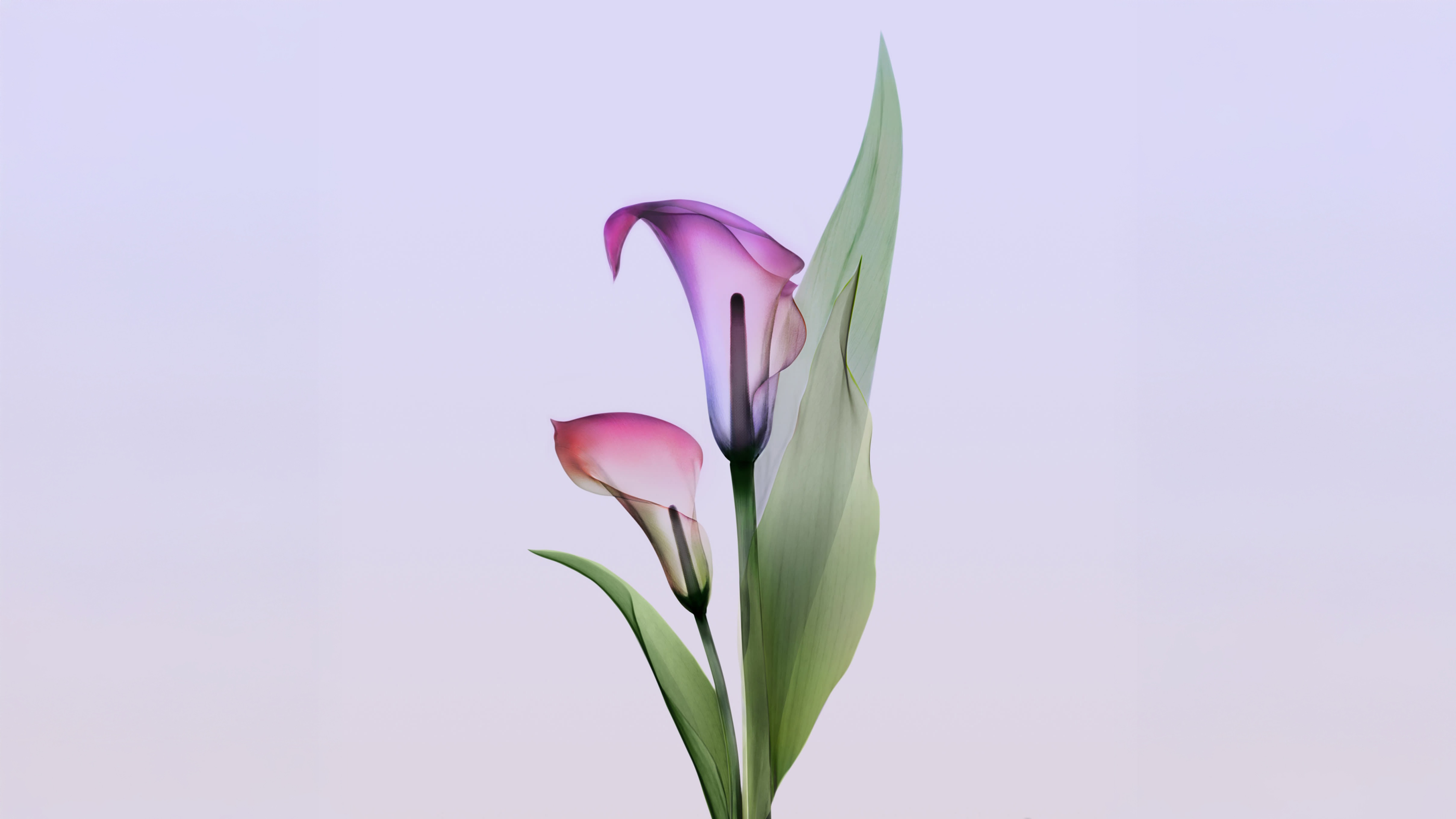 Two Calla Lilies with a Leaf HD Wallpaper