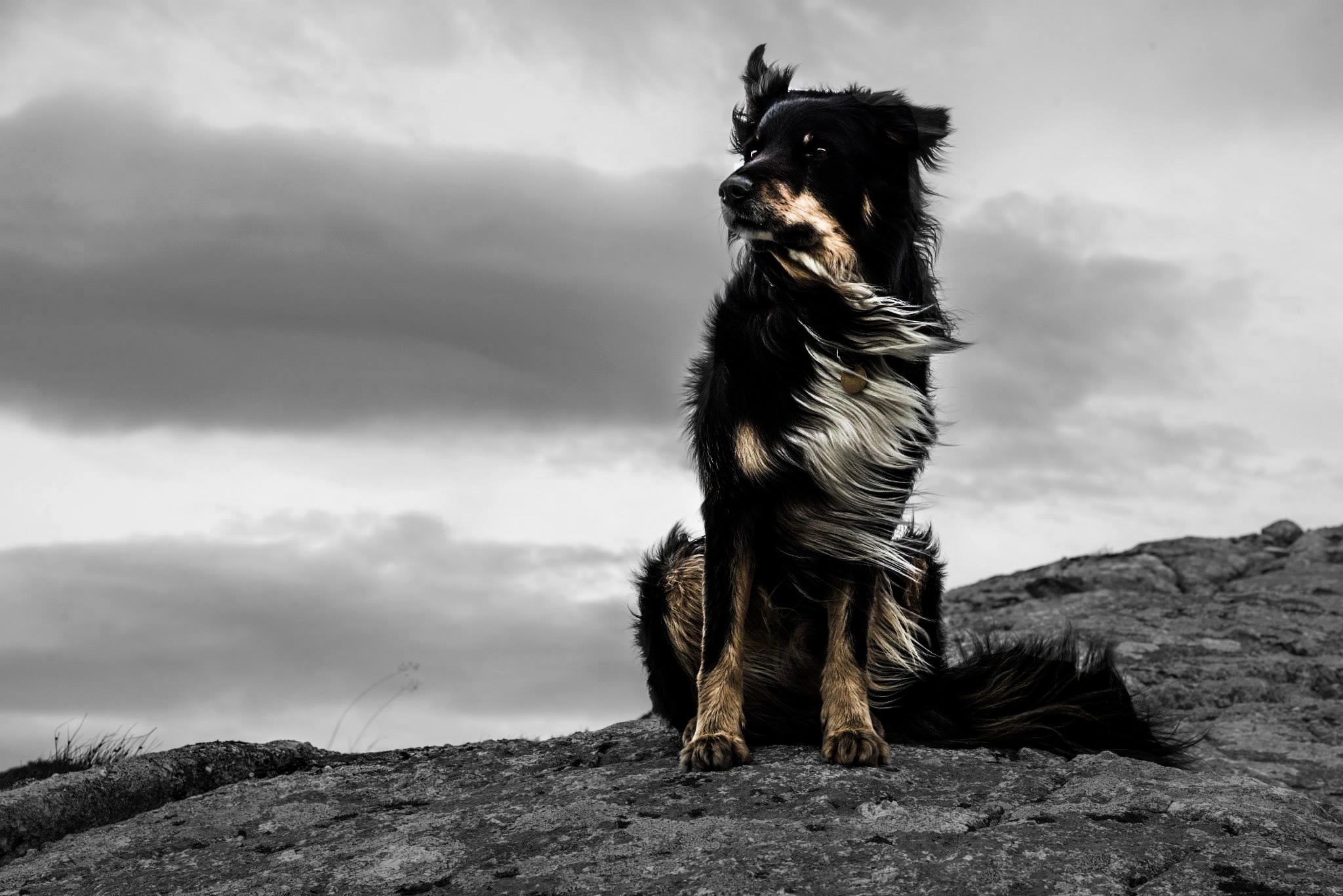 Black and tan dog sitting on rocks with windblown fur HD Wallpaper