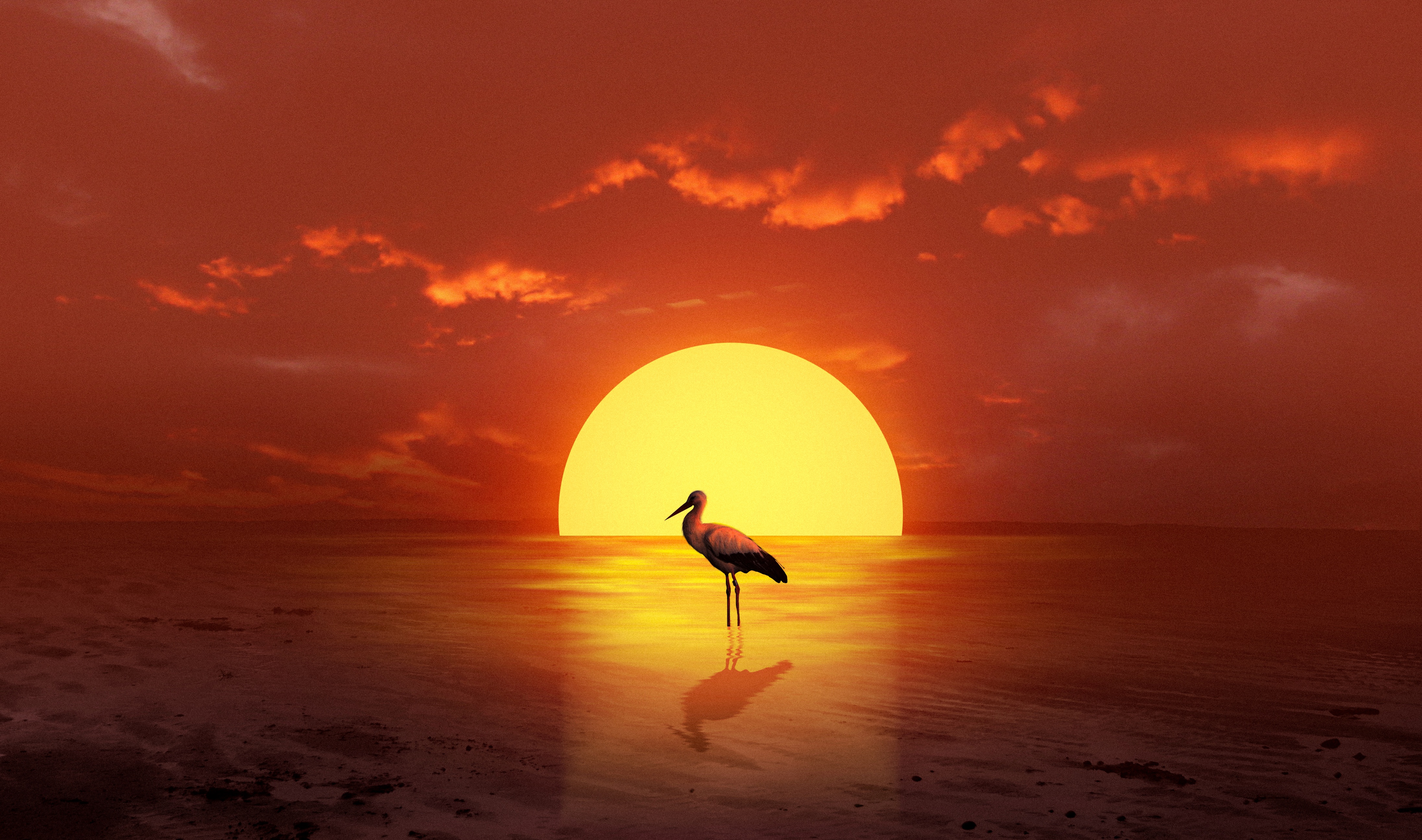 Bird silhouette at sunset over the ocean HD Wallpaper