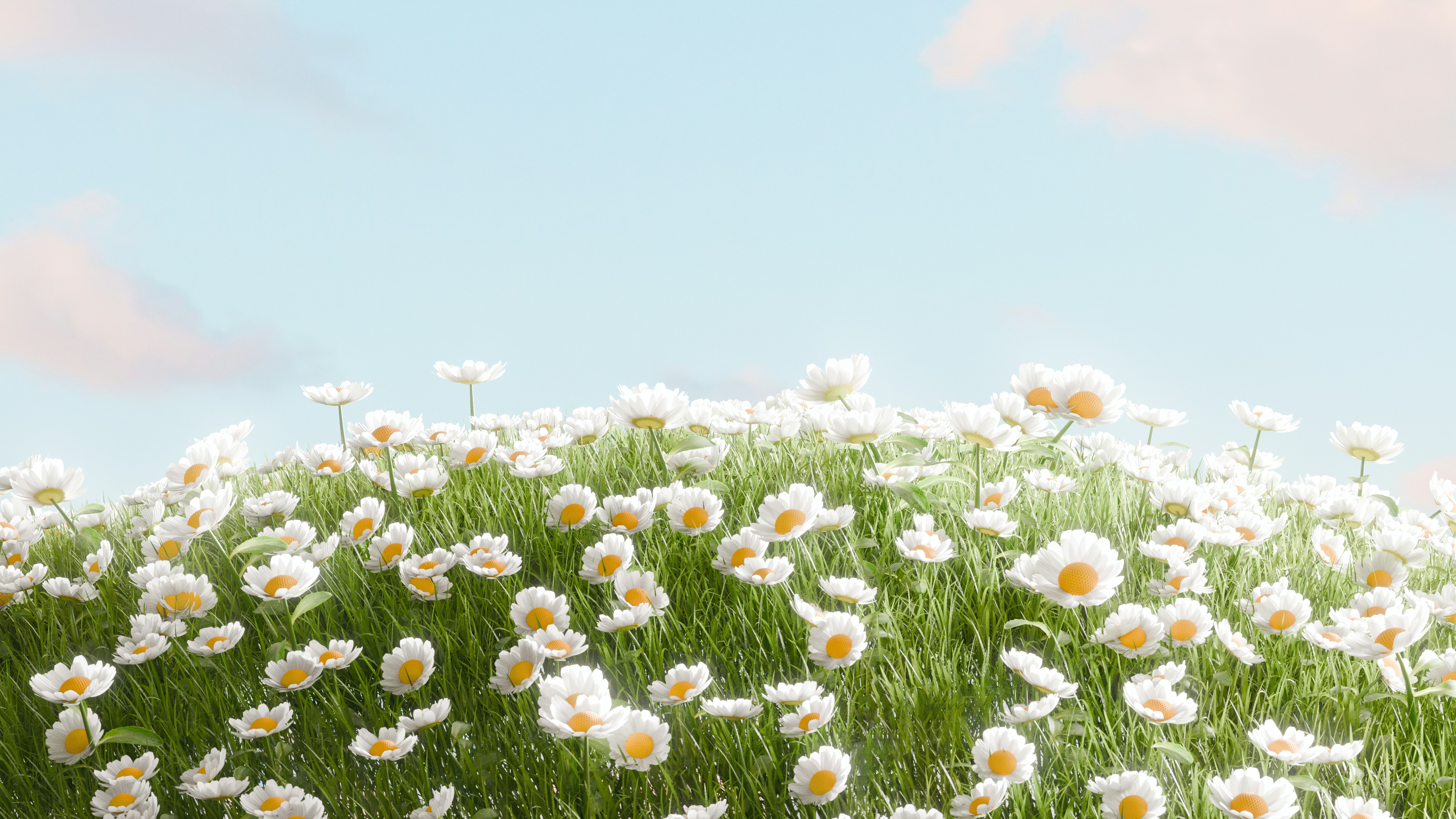 A field of white daisies under a blue sky HD Wallpaper