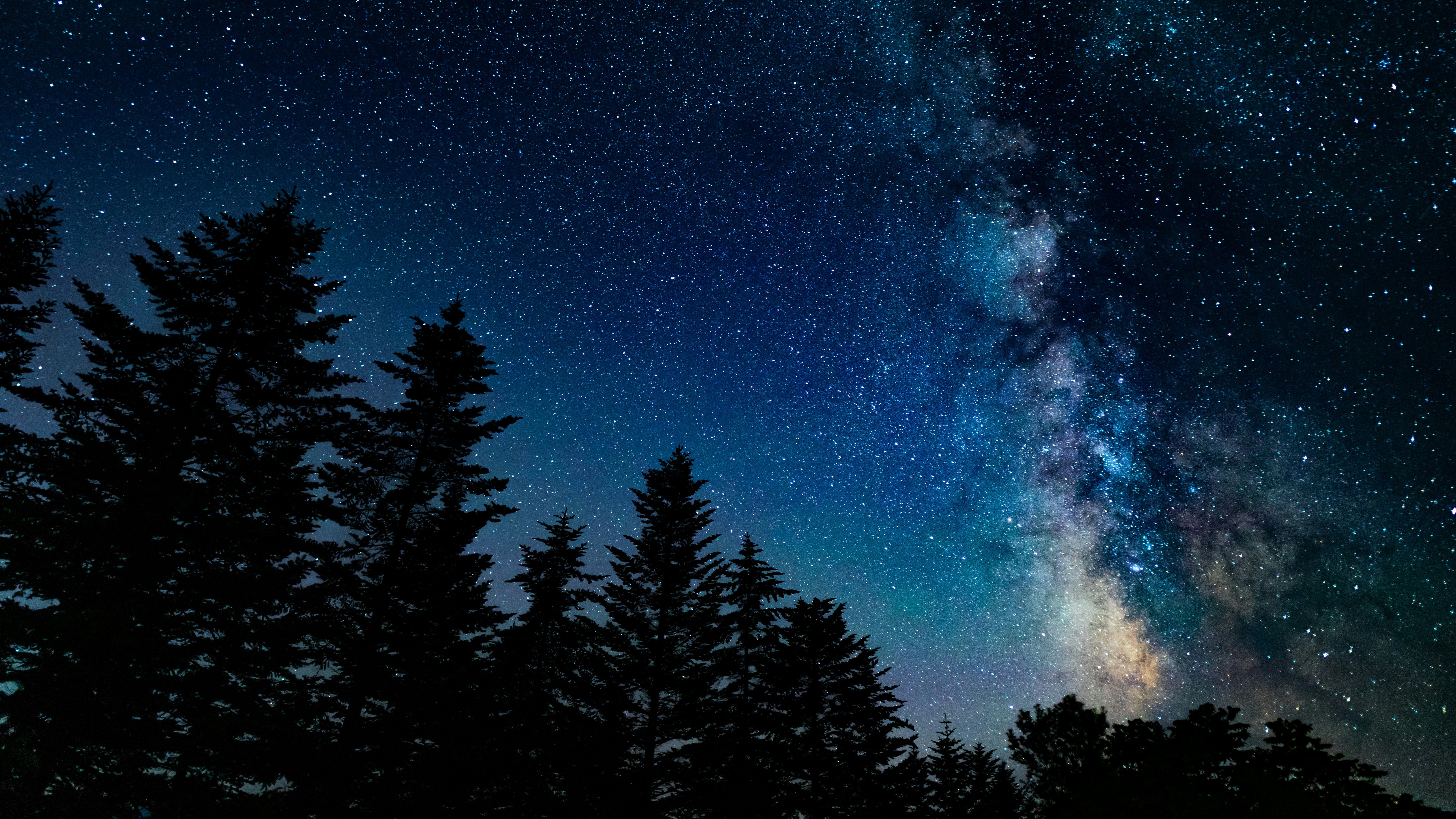 Milky Way Galaxy seen through silhouetted pine trees HD Wallpaper