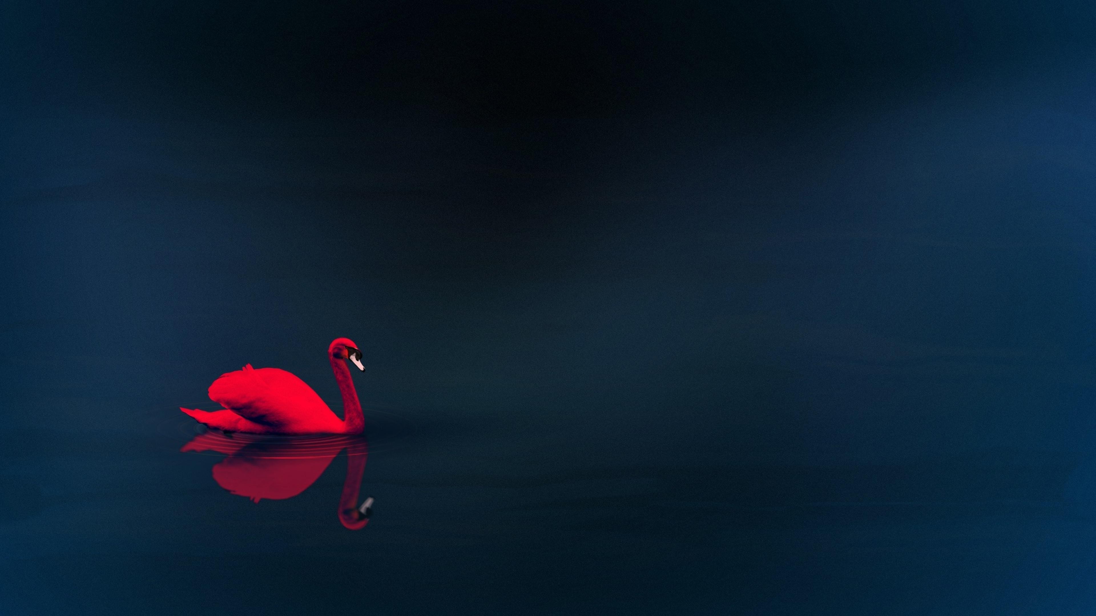 Red swan on dark water HD Wallpaper