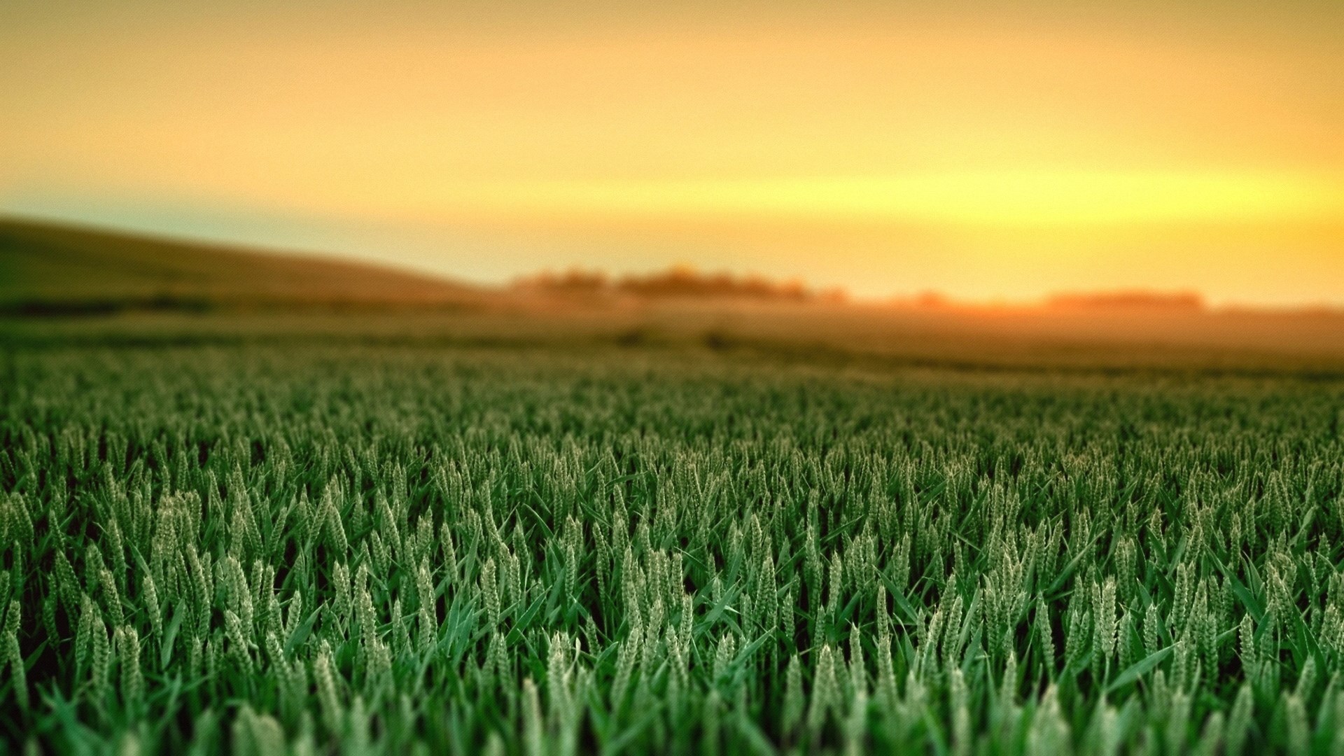 Wheat field at sunset HD Wallpaper