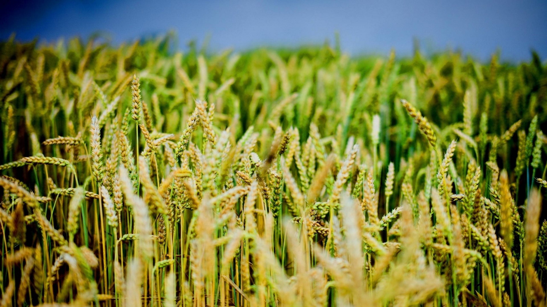 Field of wheat under a blue sky HD Wallpaper
