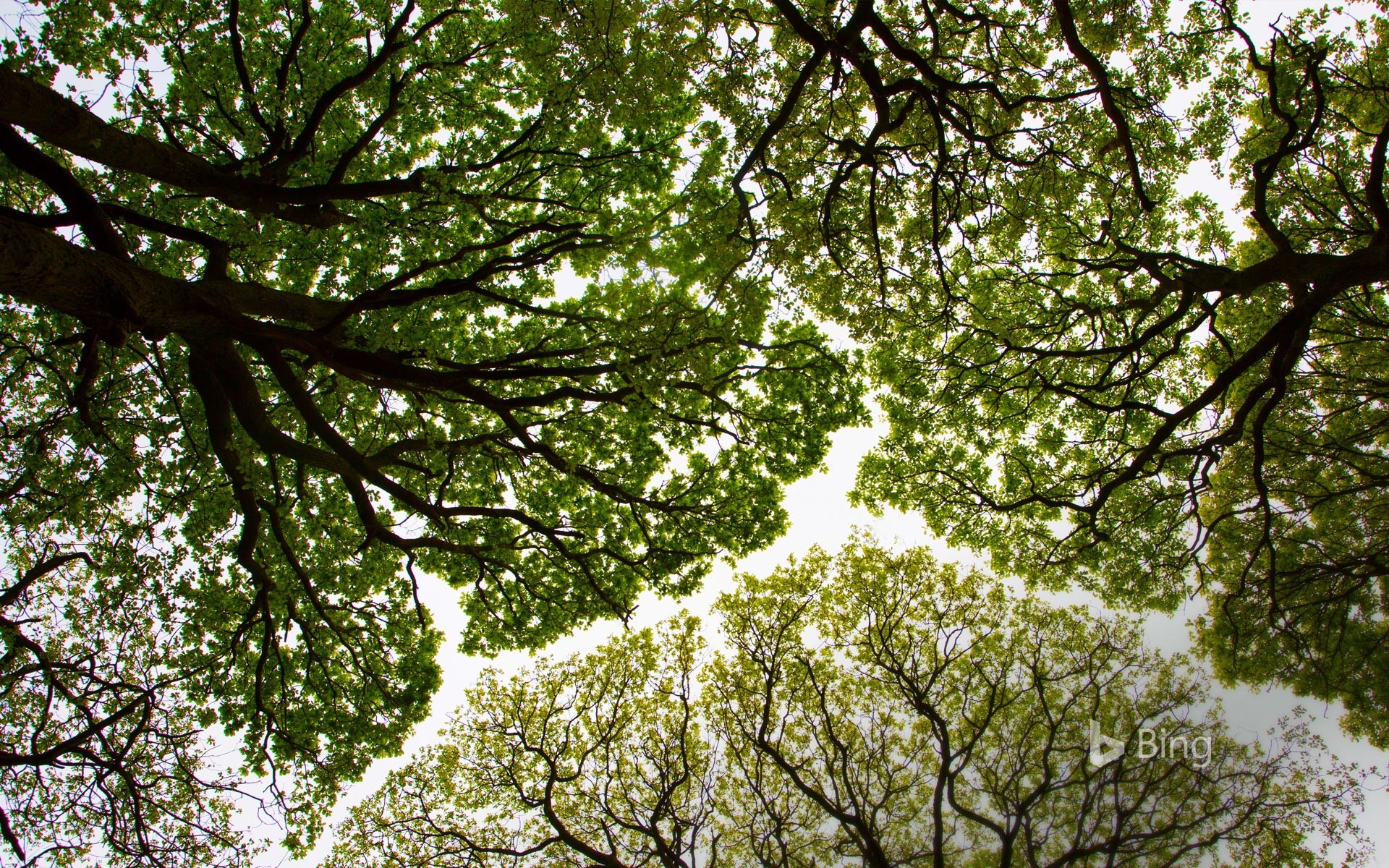Looking up through green tree canopy HD Wallpaper