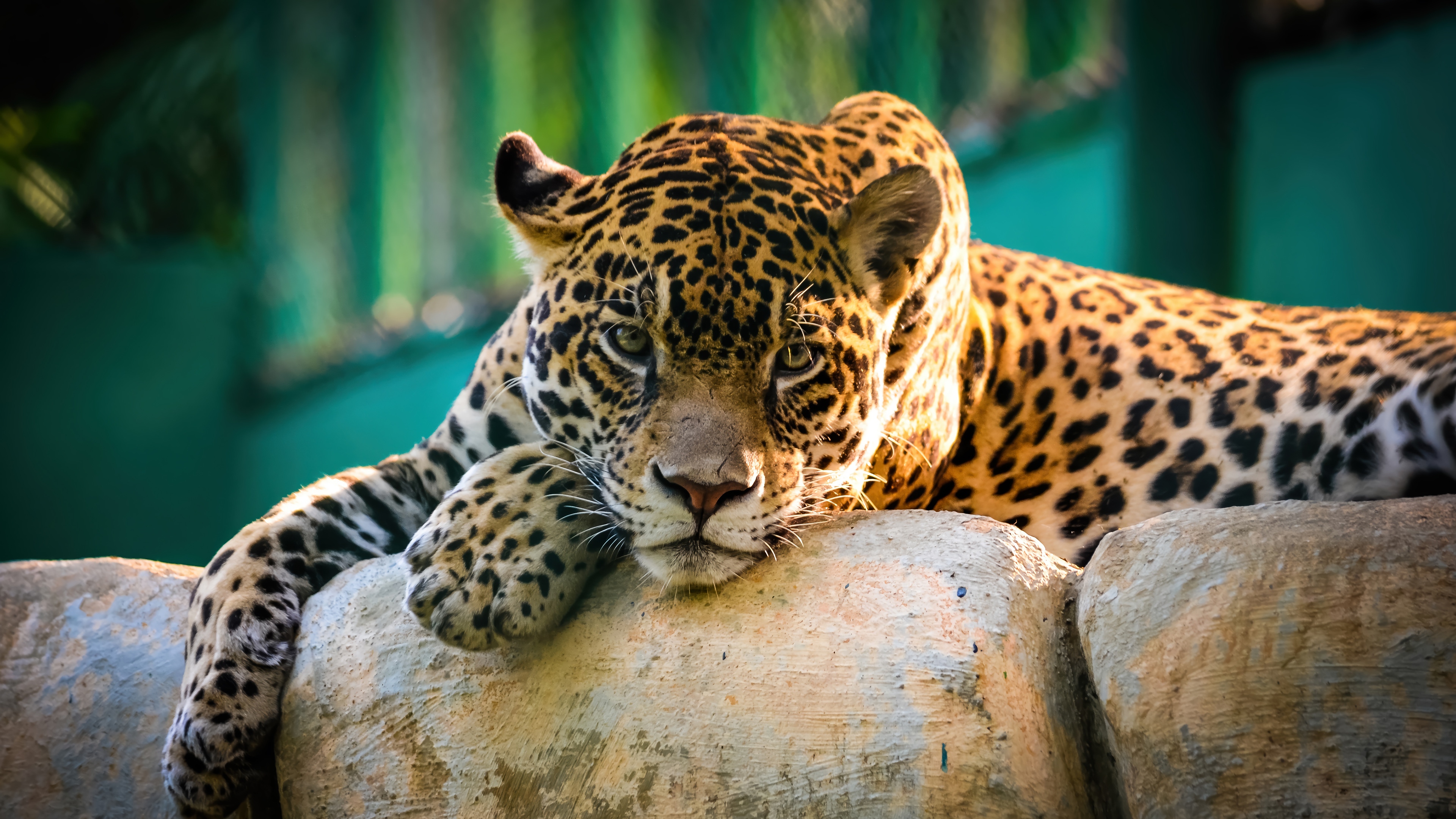 Leopard resting on rocks HD Wallpaper