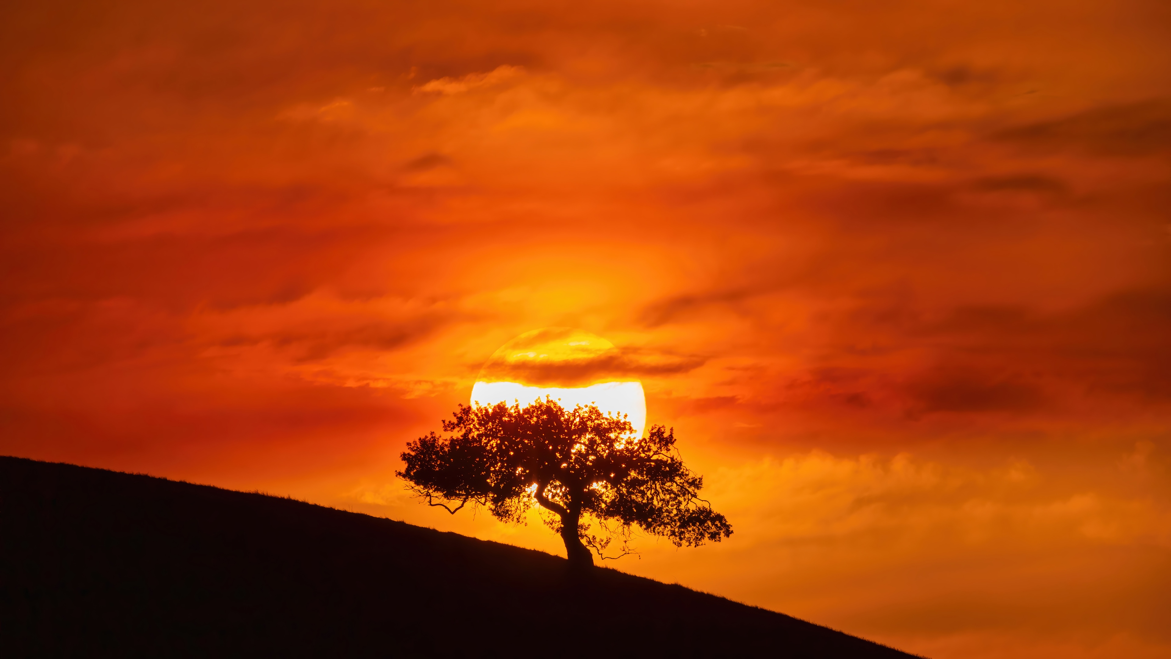 Silhouette of a tree against a sunset HD Wallpaper