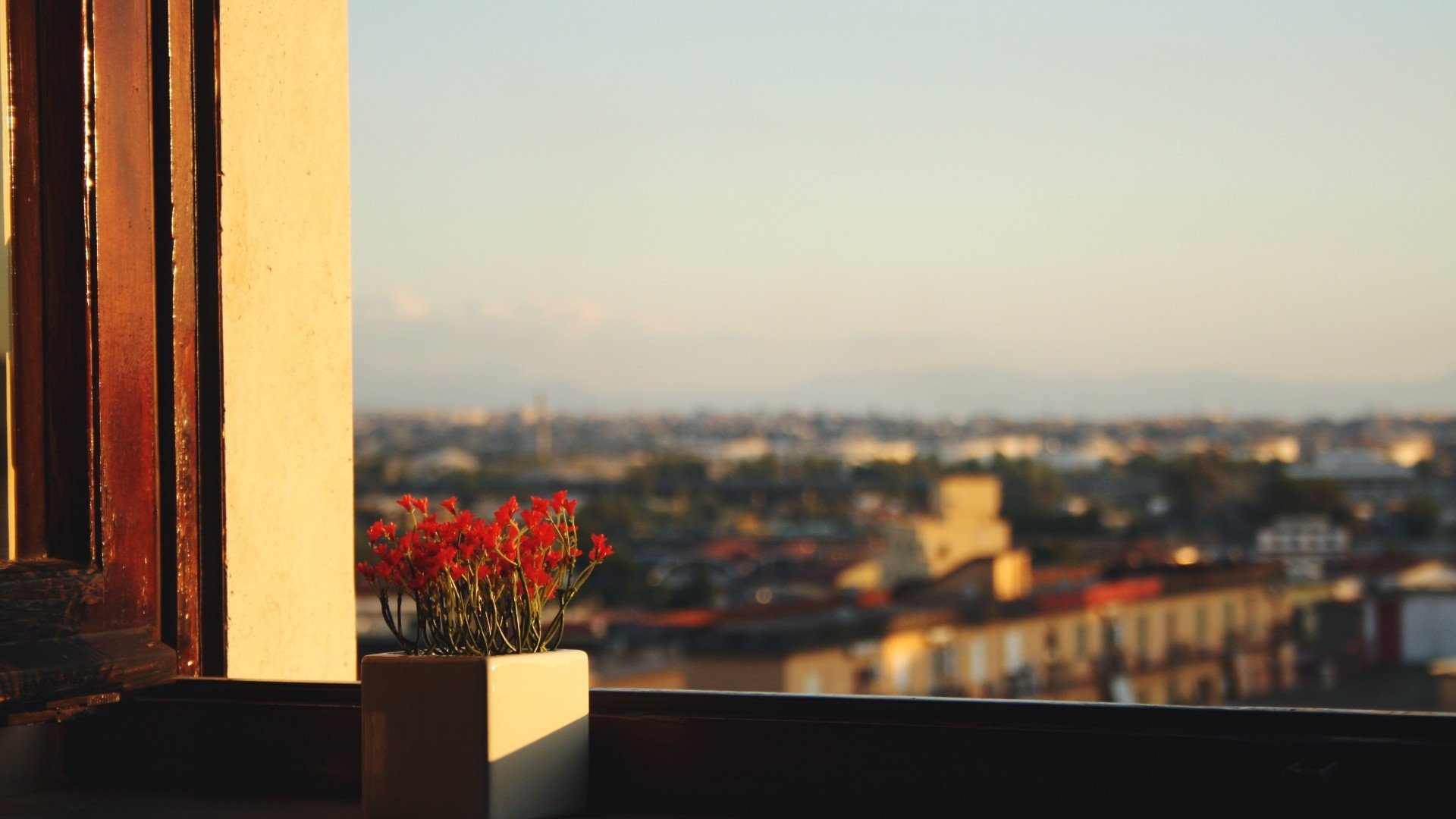 Red flowers in a pot on a windowsill overlooking a city HD Wallpaper