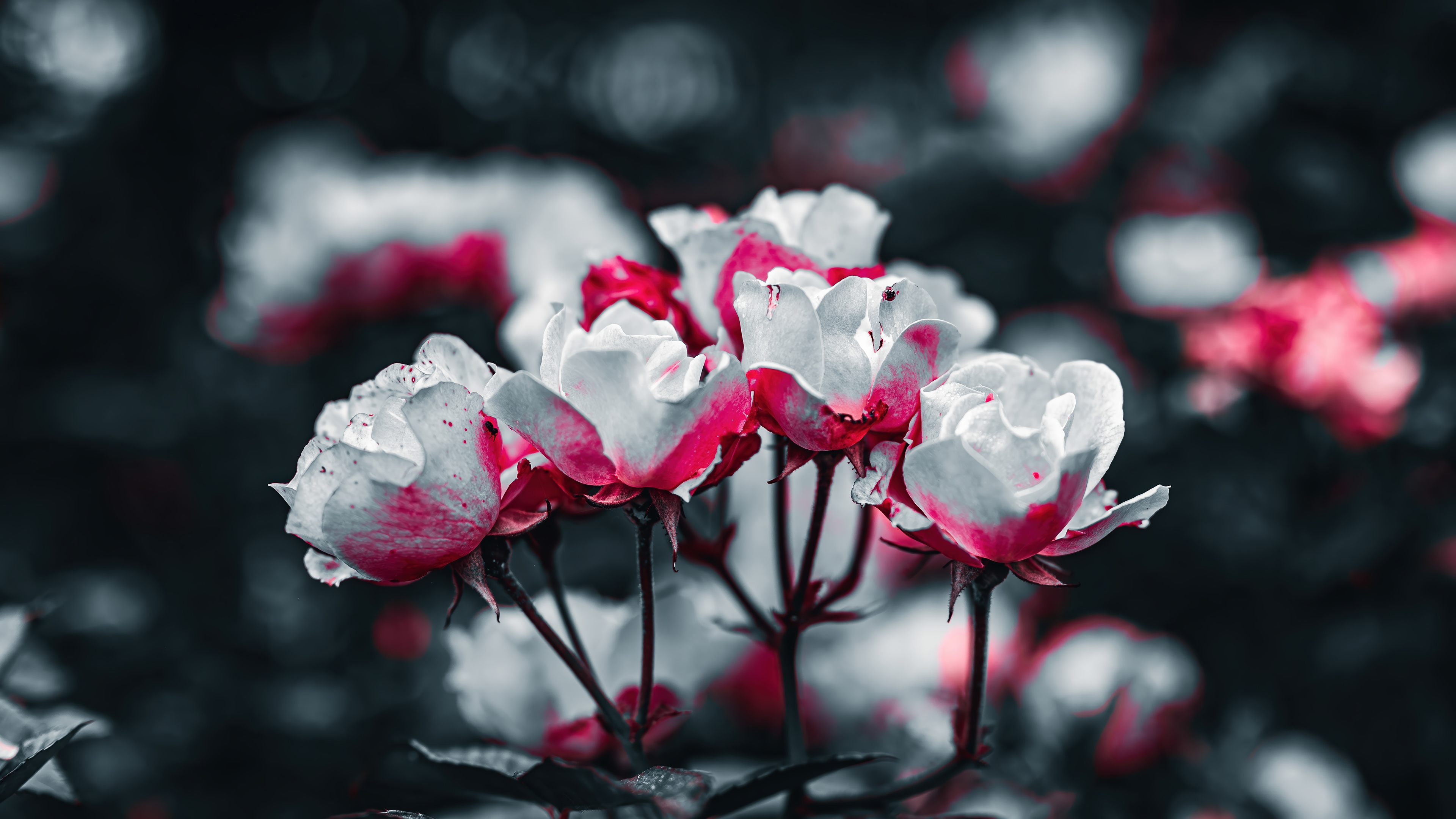 Close-up of White and Pink Roses in 4K HD Wallpaper