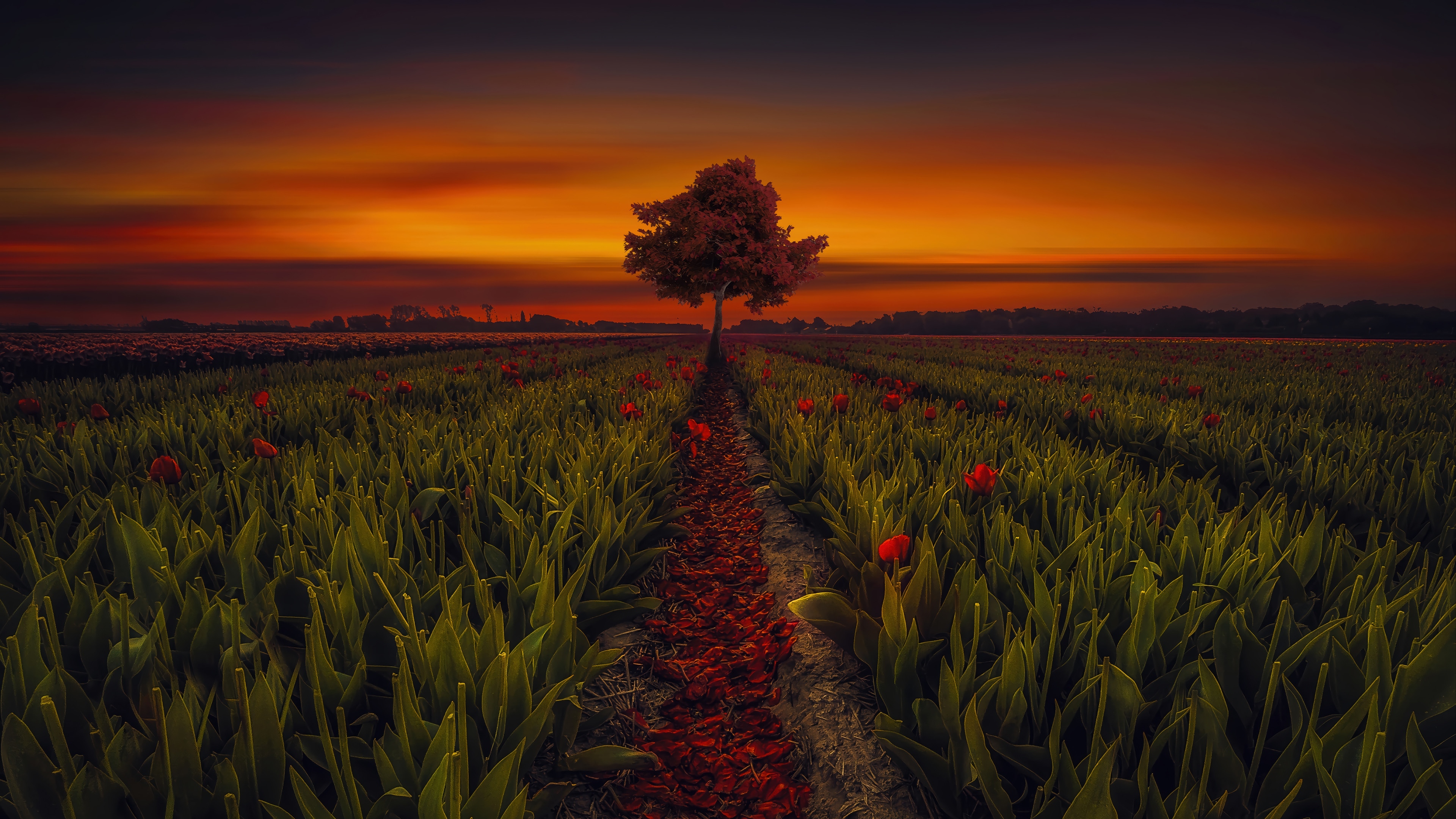 Flower Field at Sunset 4K HD Wallpaper