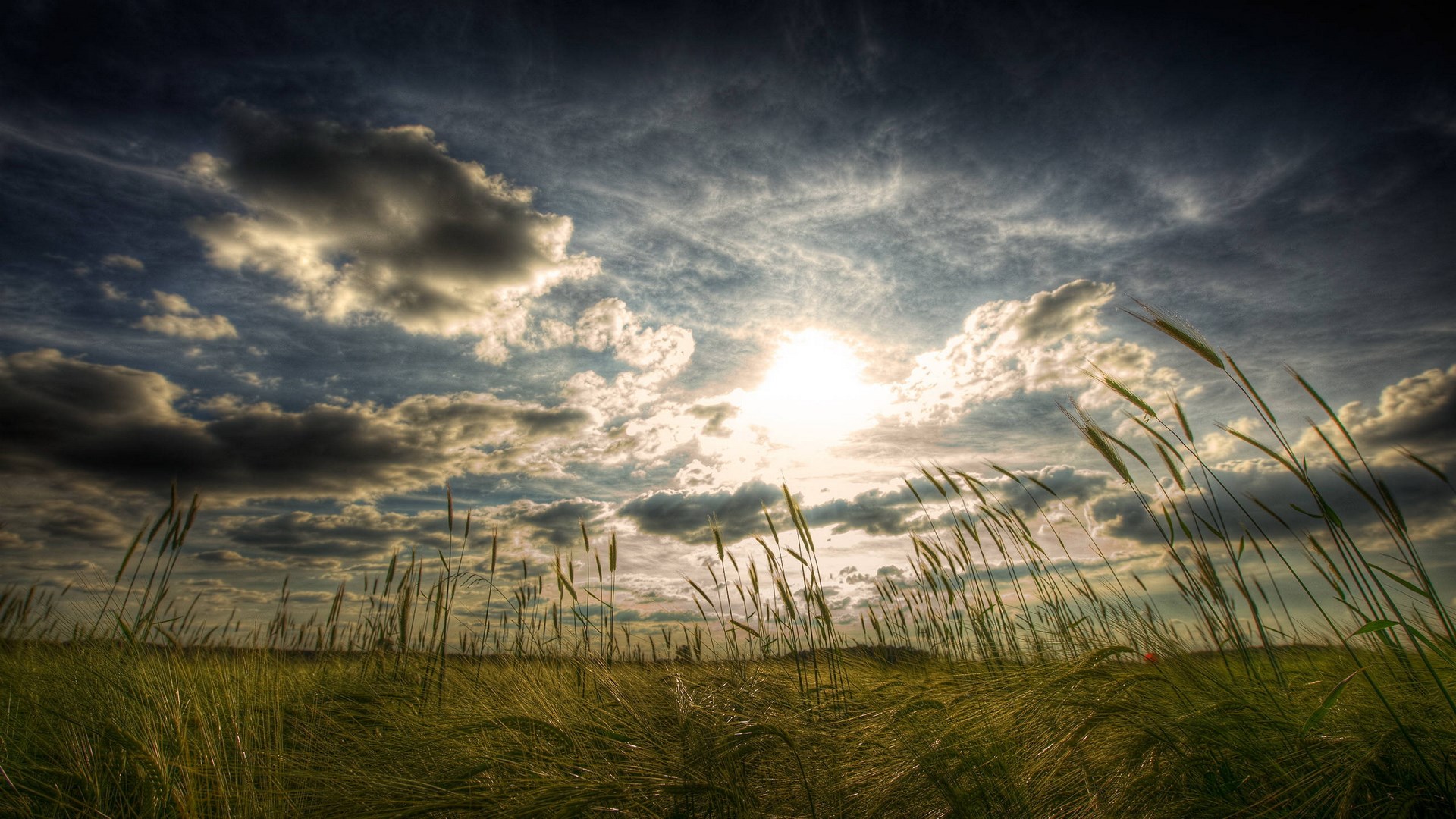 Wheat field under a cloudy sky with sun HD Wallpaper