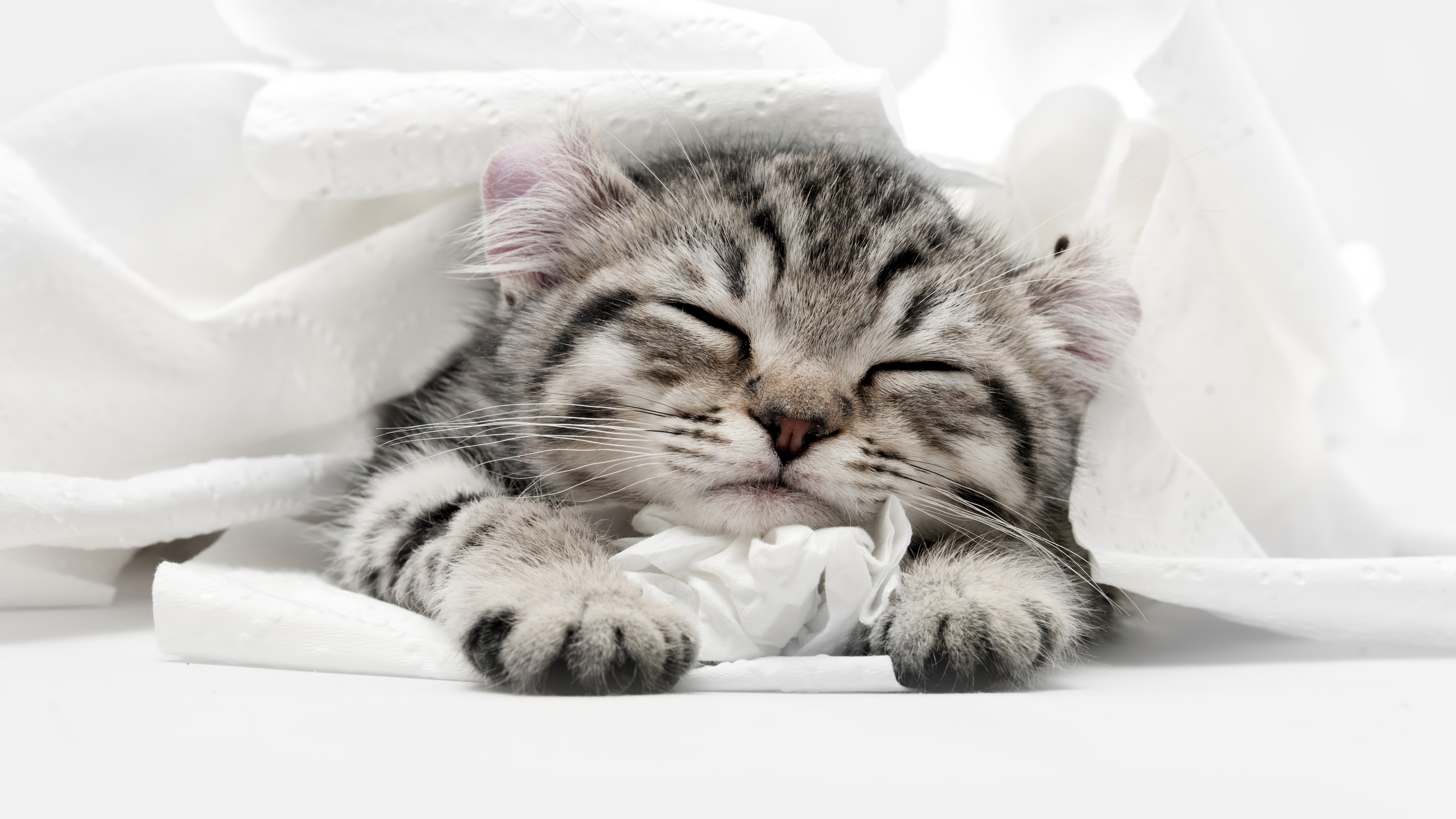 Kitten sleeping wrapped in white material HD Wallpaper