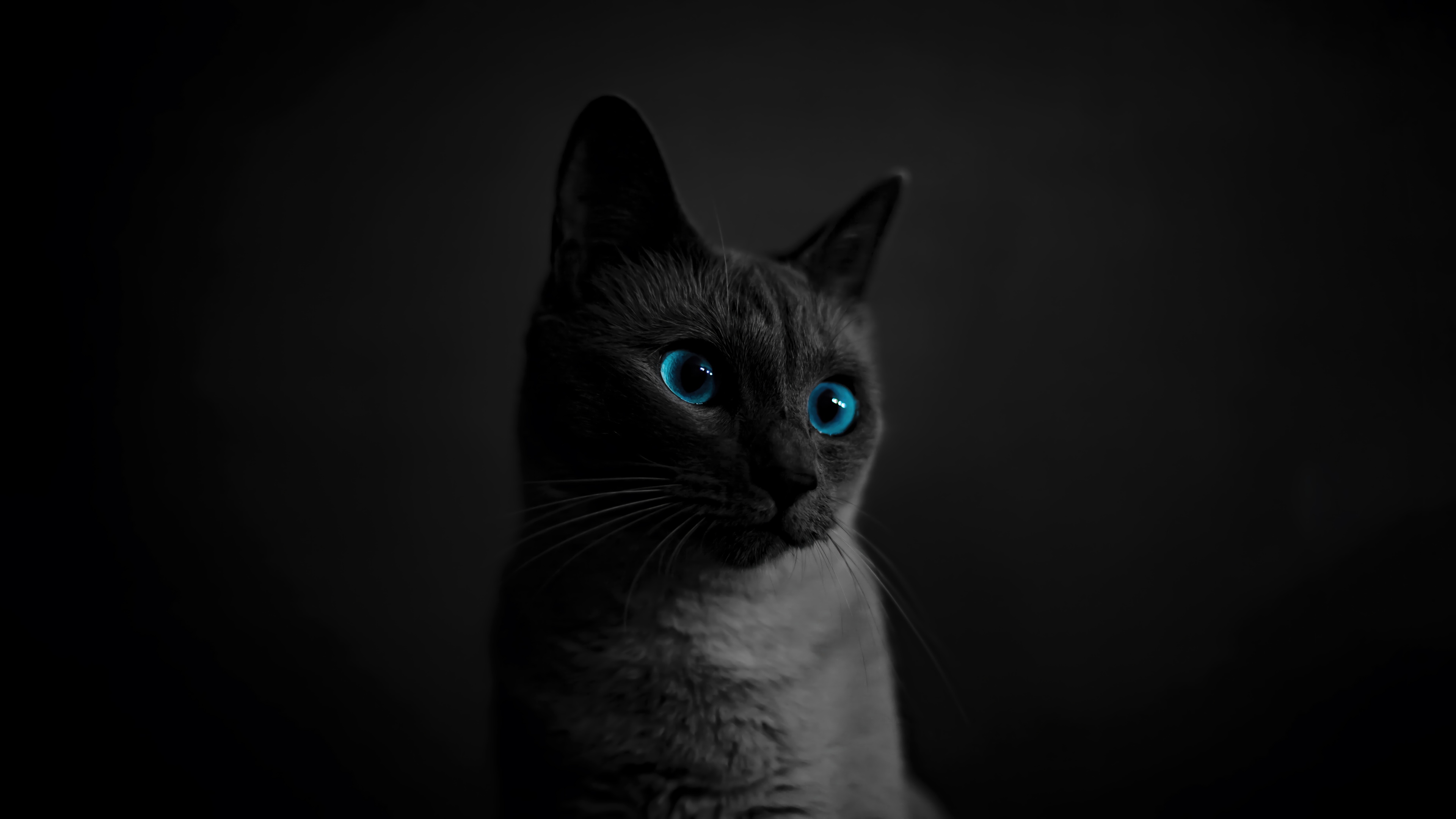 Cat with Blue Eyes 4K HD Wallpaper