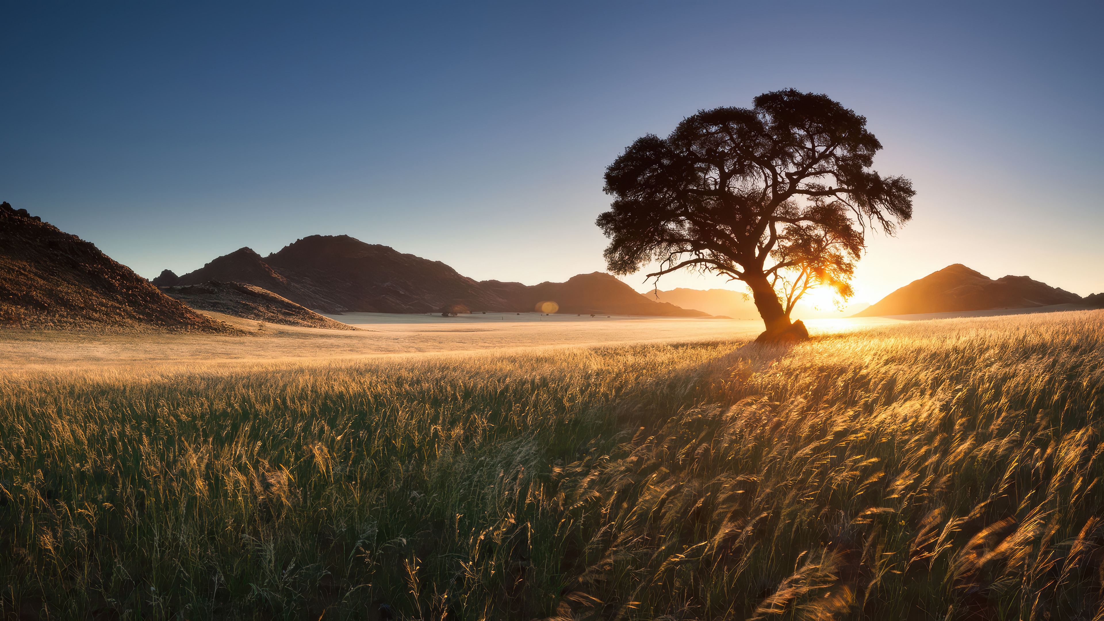 Sunrise over a grassy field with a lone tree HD Wallpaper