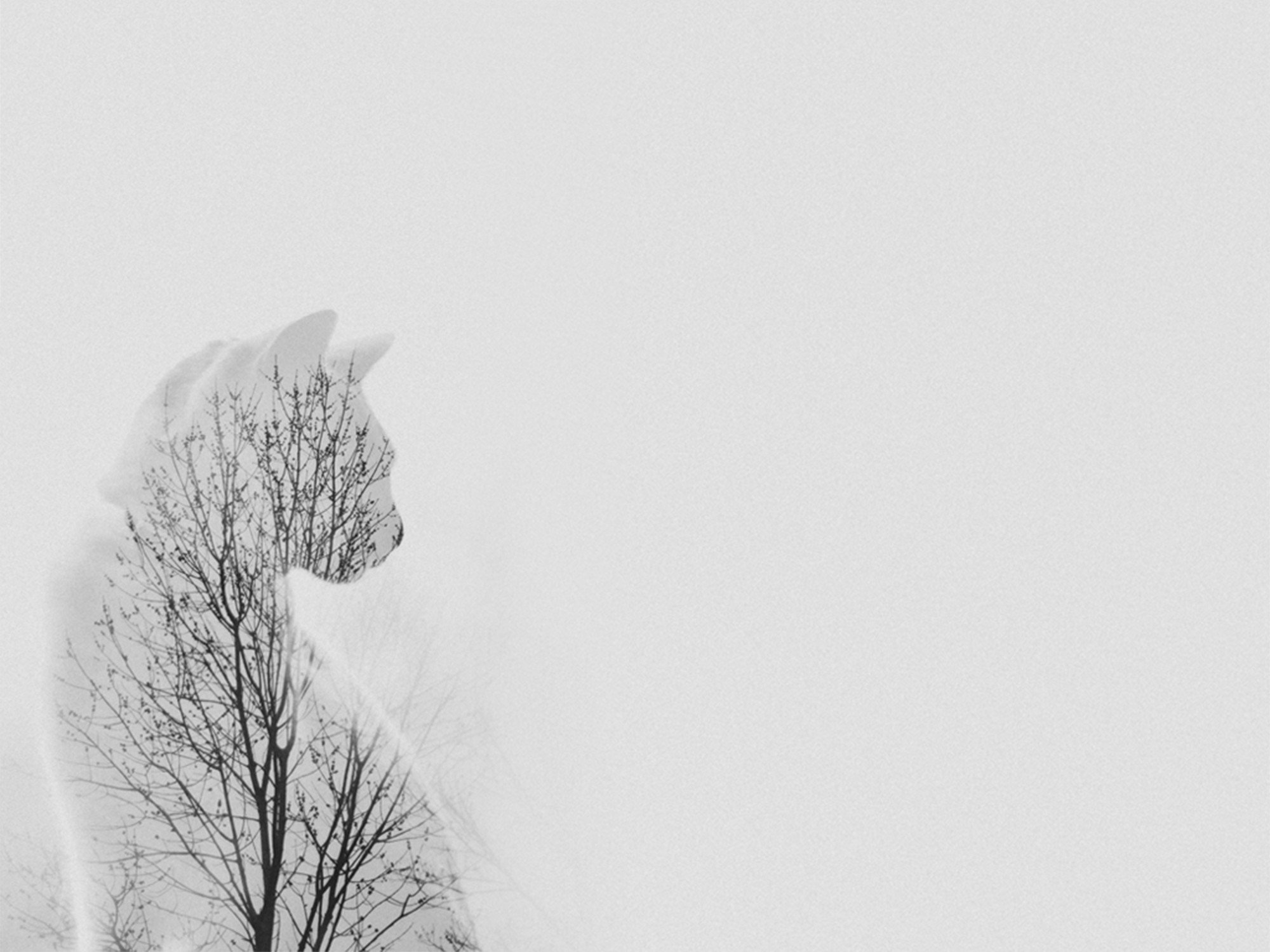 Double exposure of a cat silhouette with a tree HD Wallpaper