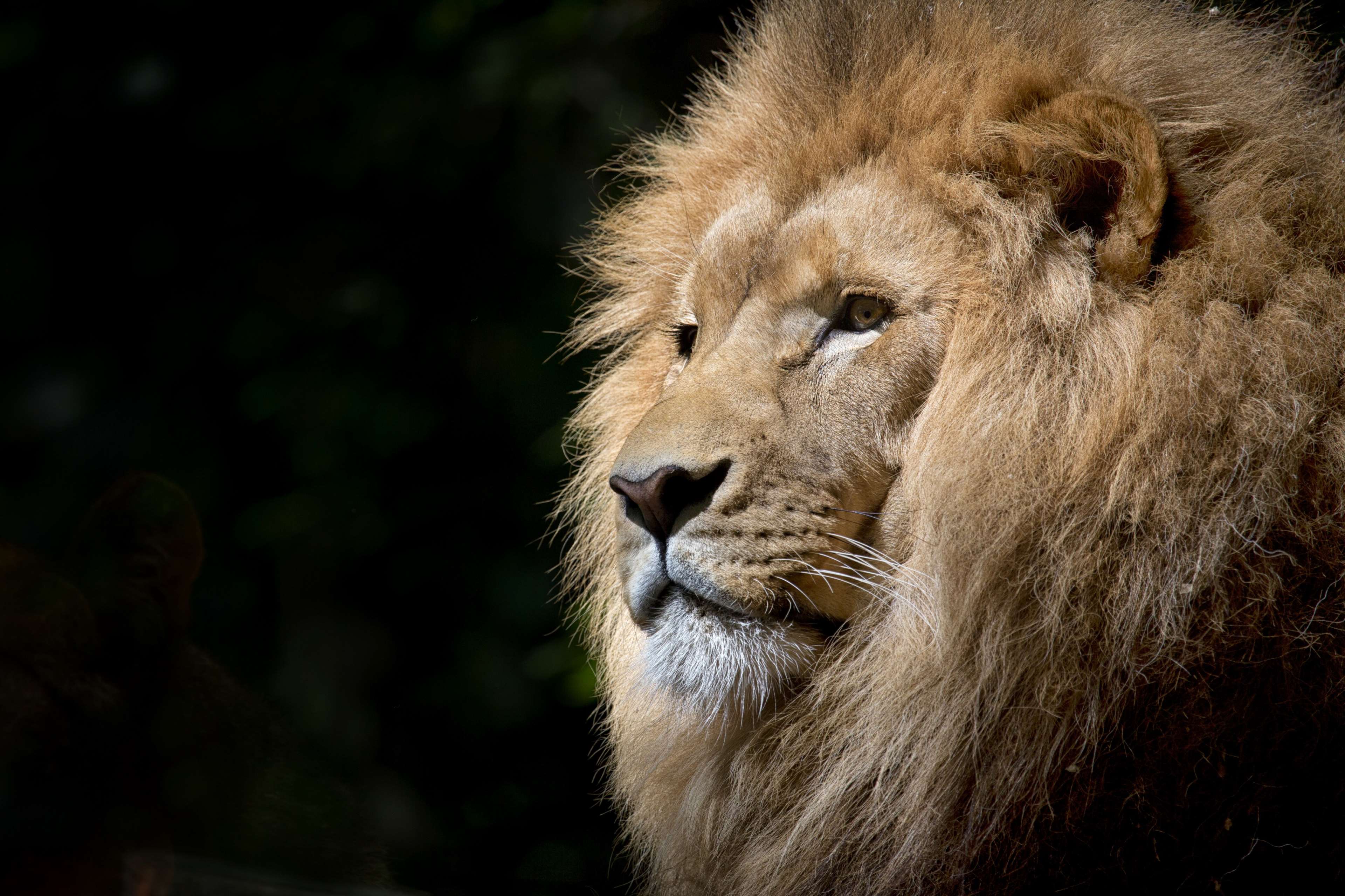Close up of a male lion's head with a dark background HD Wallpaper