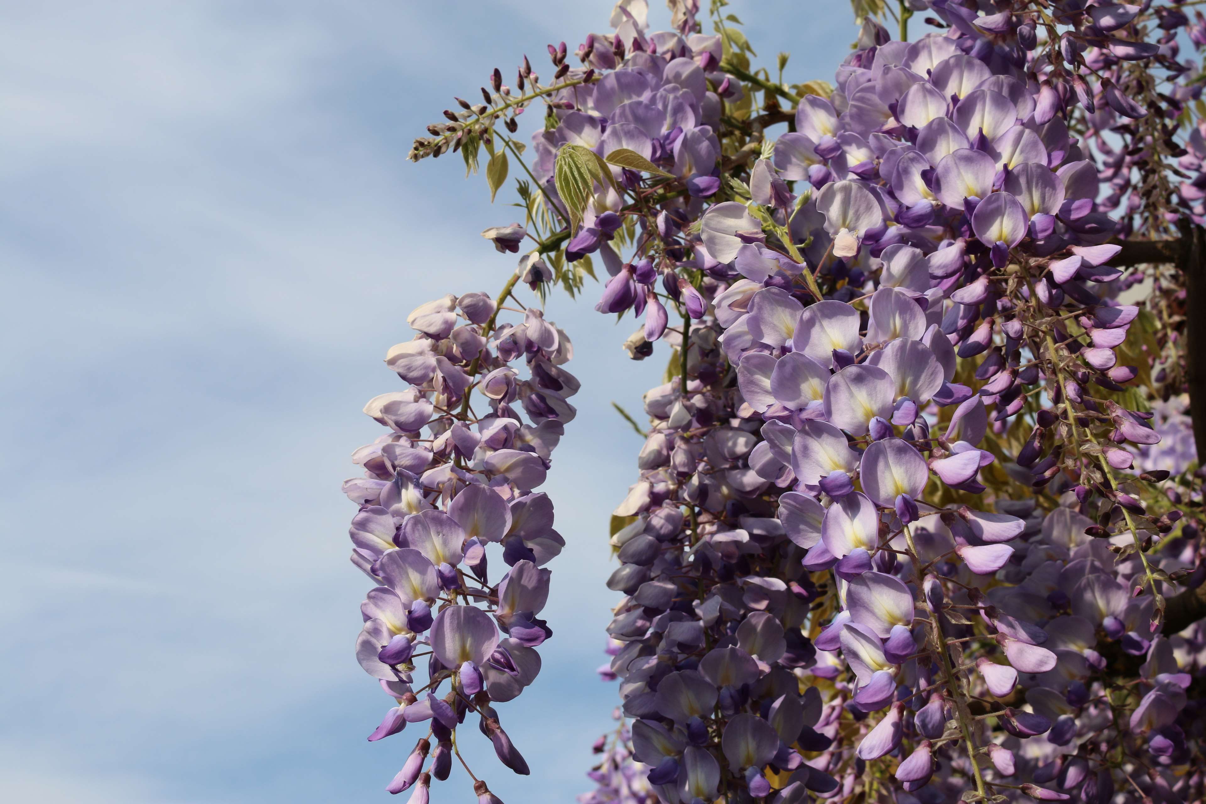 Light purple wisteria flowers against a blue sky HD Wallpaper