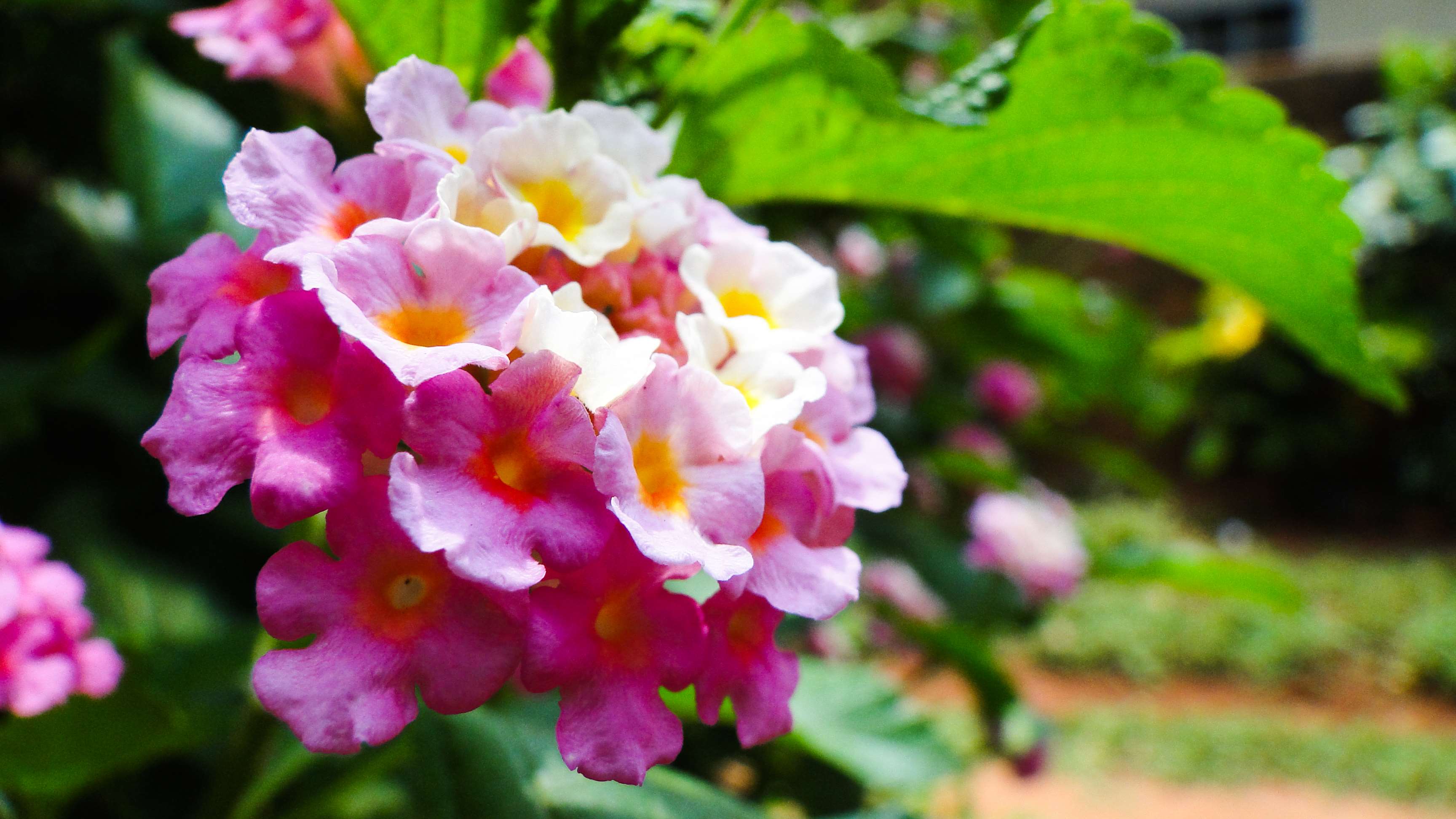 Pink and white lantana flowers in a garden HD Wallpaper