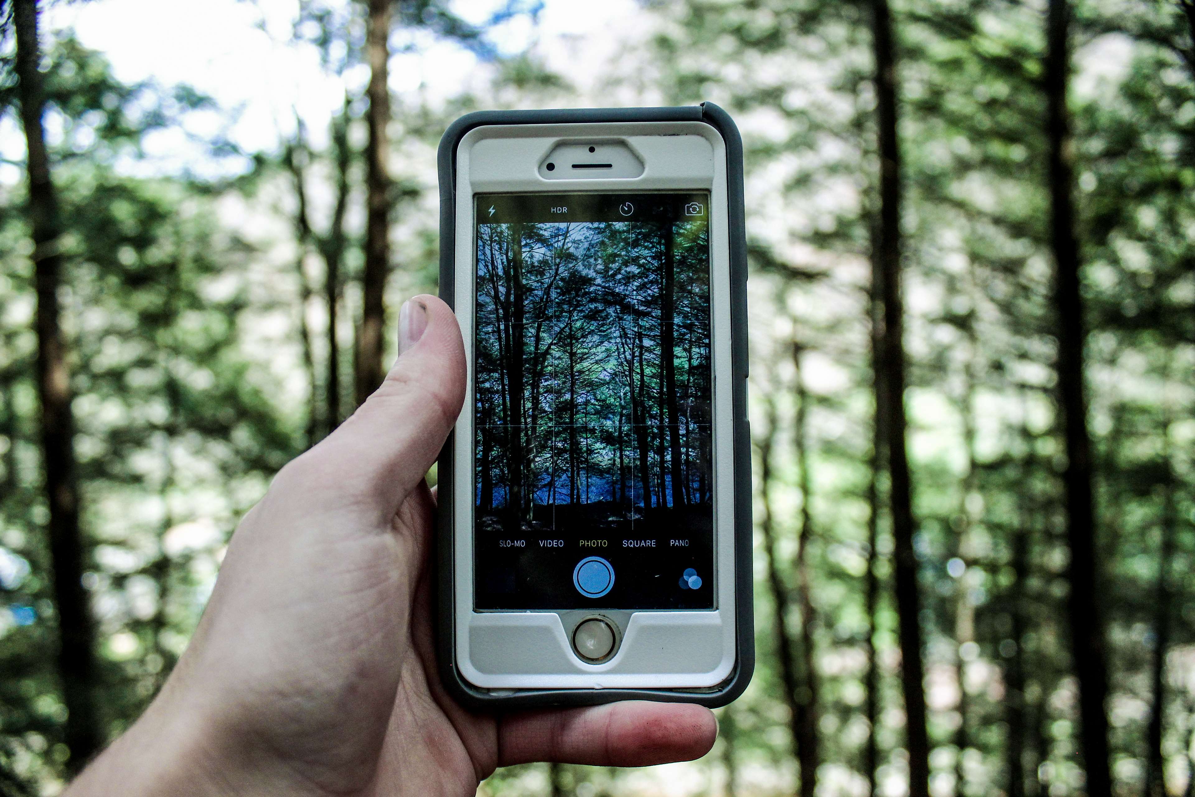 Hand holding iPhone taking photo of forest HD Wallpaper
