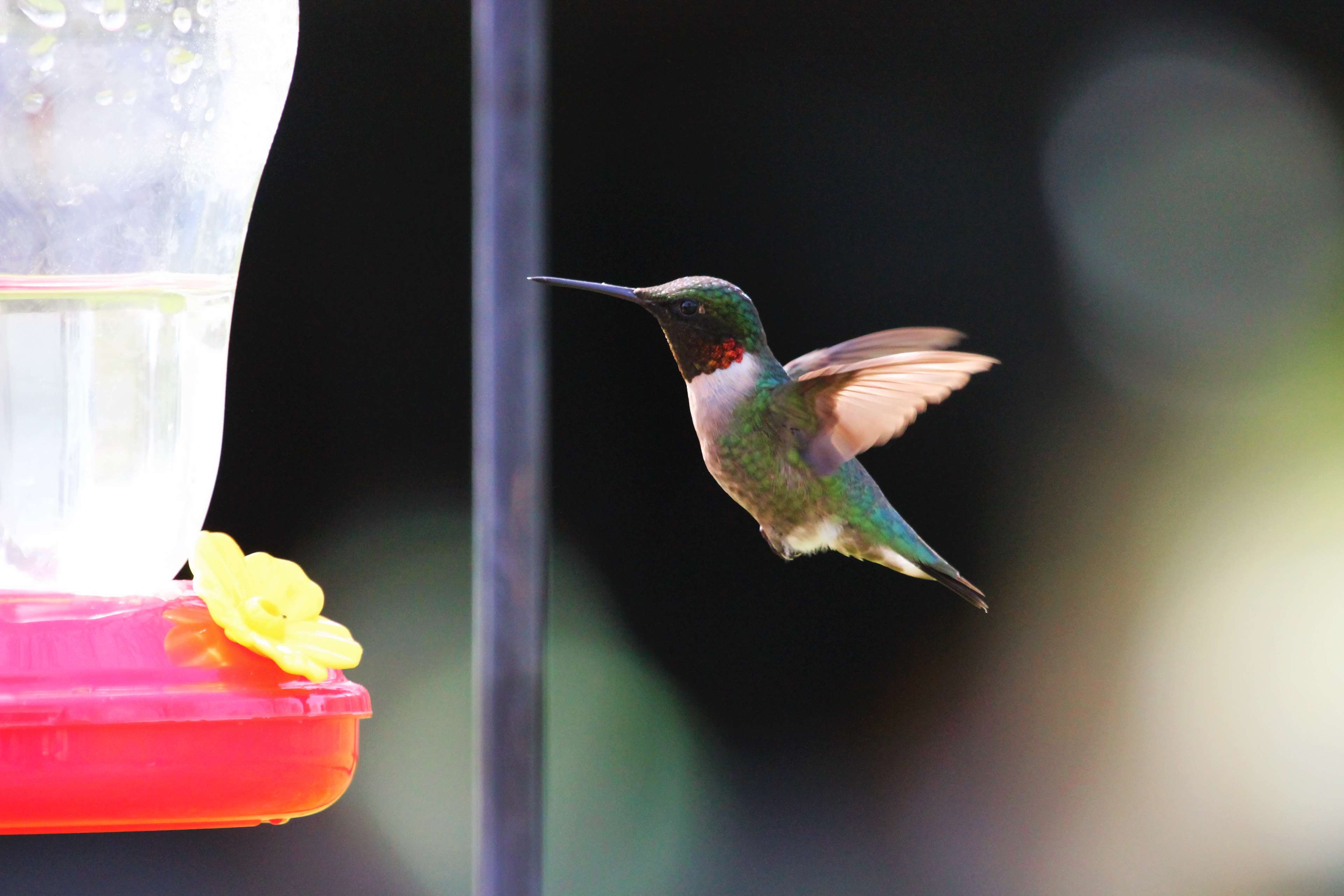 Hummingbird at a feeder 4K HD Wallpaper