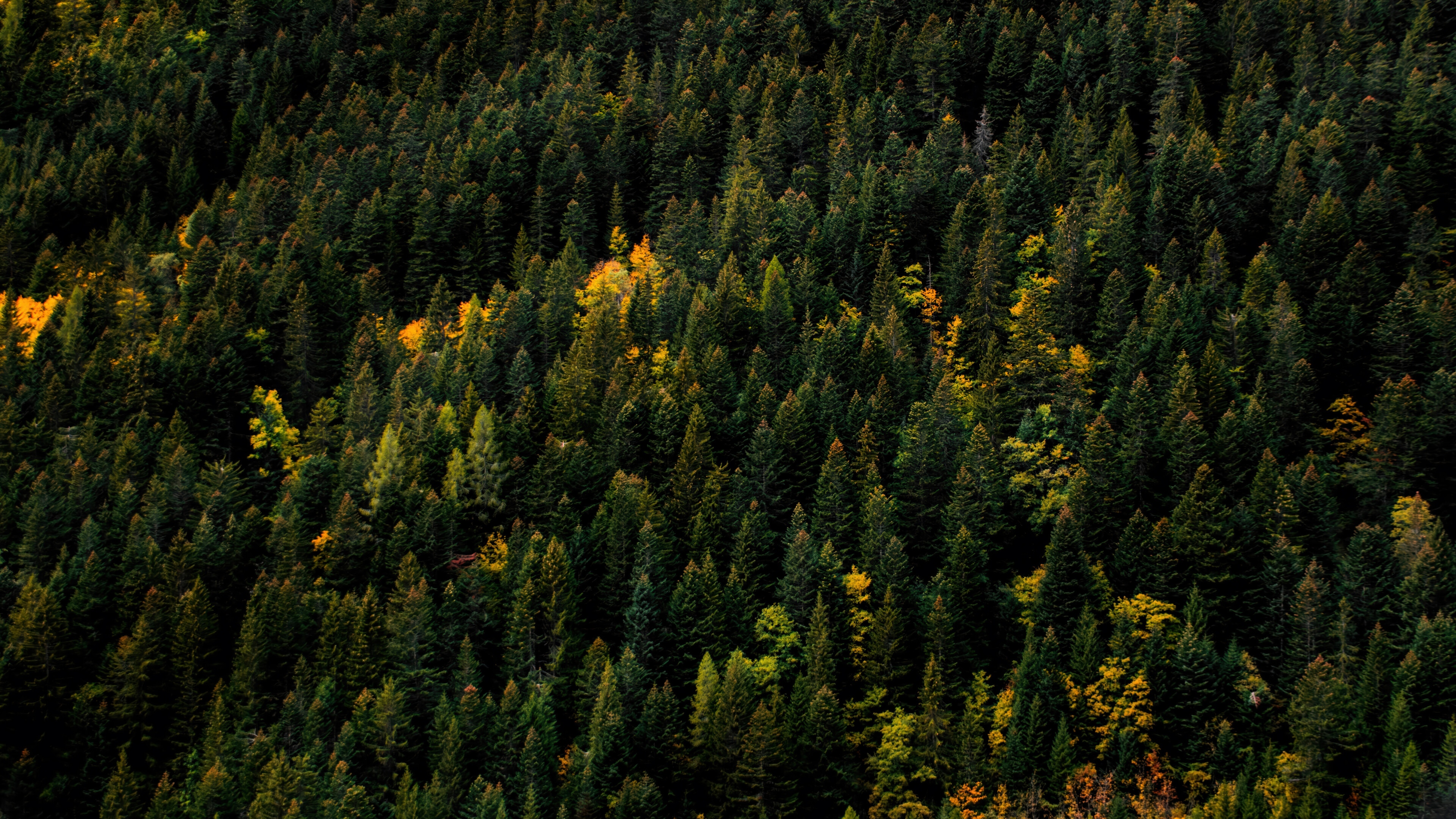 Aerial View of a Dense Forest with Pine Trees HD Wallpaper