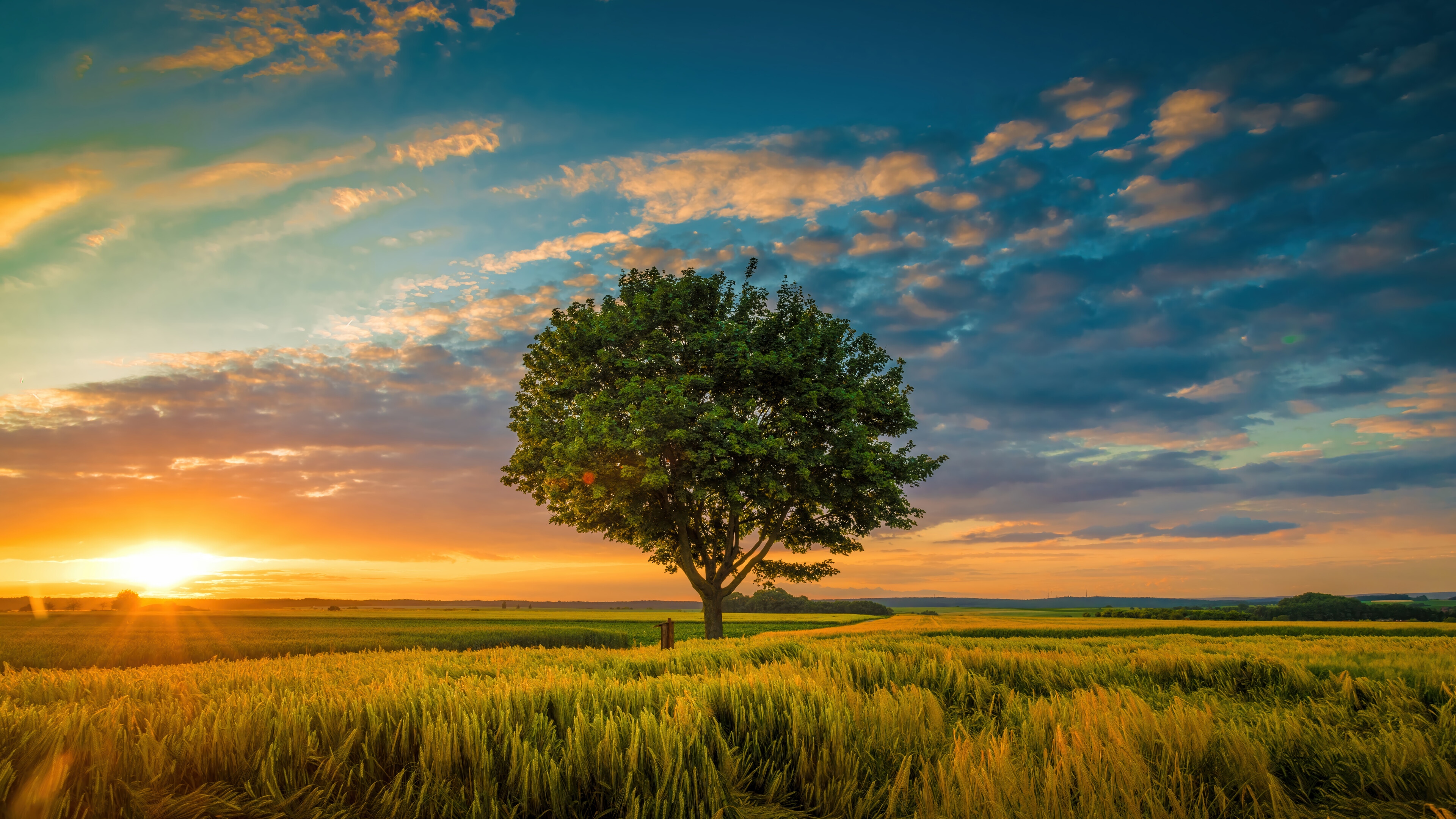 Sunset over a field with a lone tree HD Wallpaper
