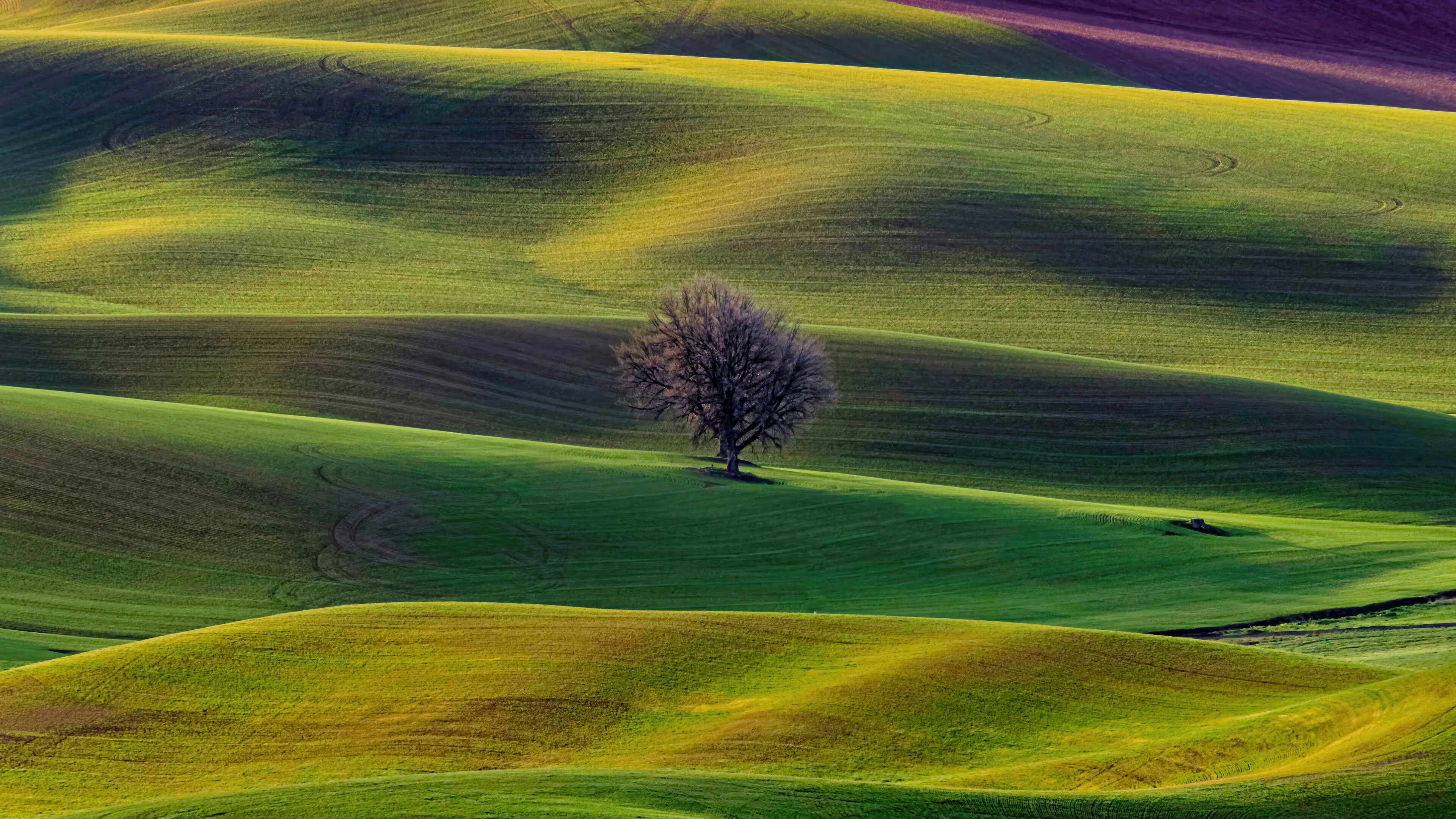 Rolling green hills with a lone tree HD Wallpaper