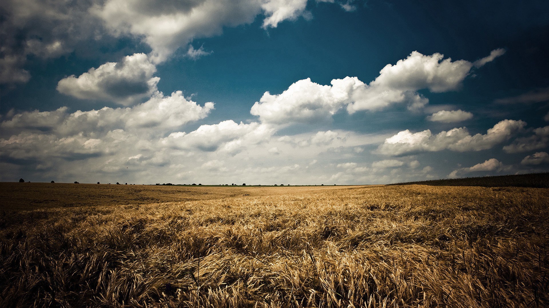 Golden wheat field under a cloudy blue sky HD Wallpaper