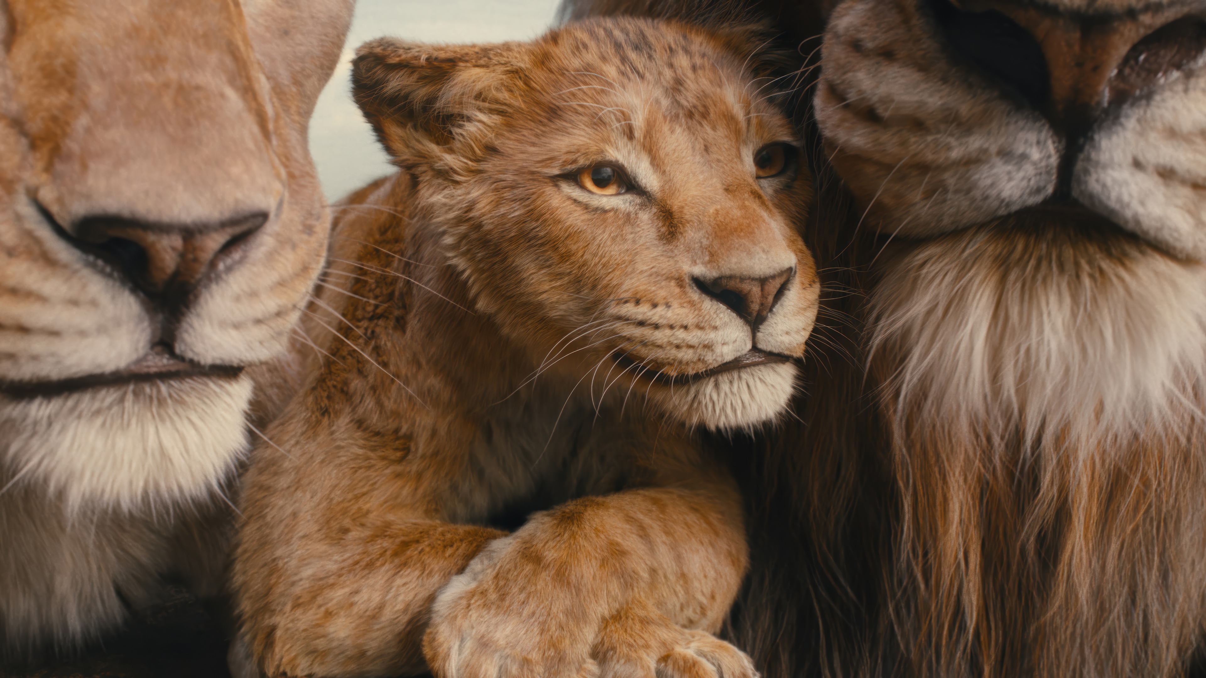 The Lion King 4K HD Wallpaper