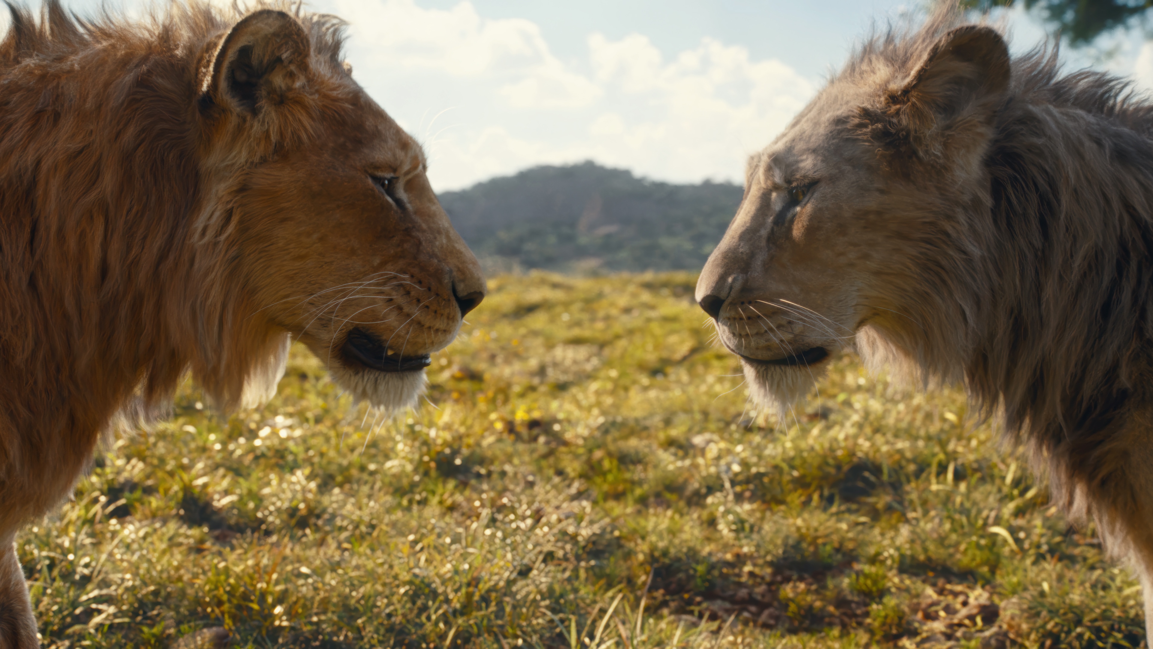 Two lions face each other in a savanna landscape HD Wallpaper