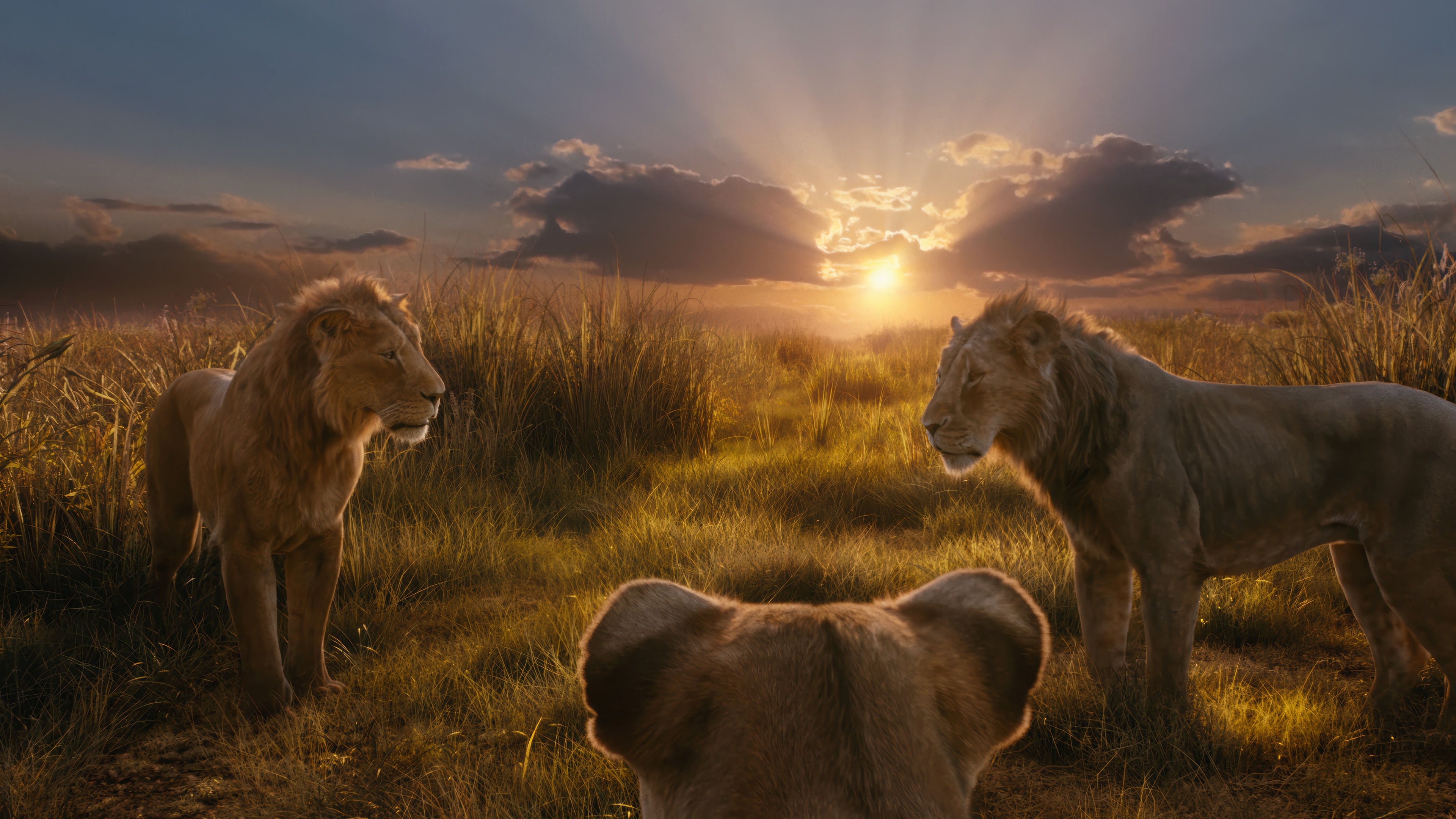 Three lions in a savanna at sunset HD Wallpaper