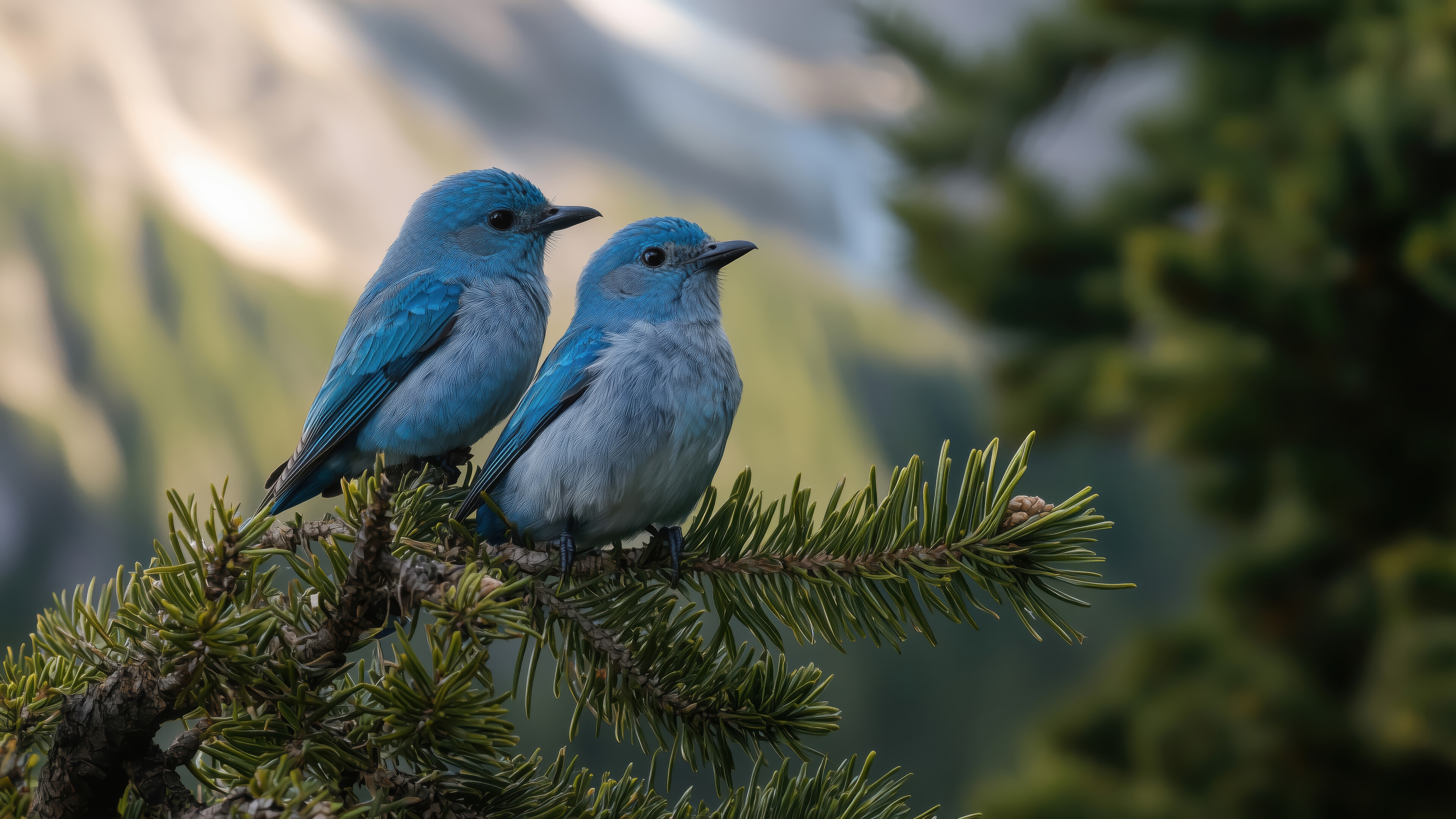 Two blue birds on a pine branch in 4K HD Wallpaper