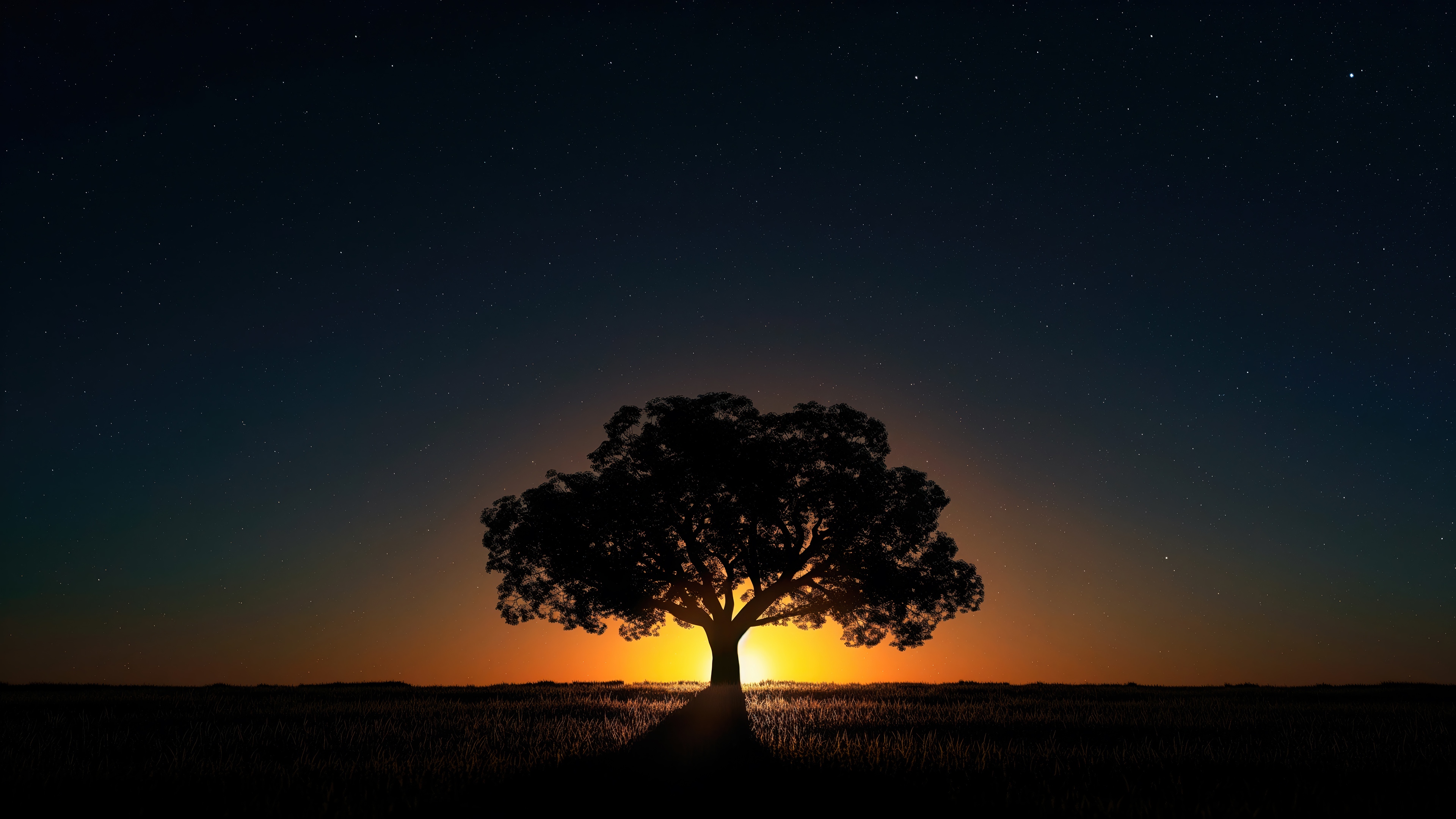 Silhouette of a tree against a sunset sky with stars HD Wallpaper