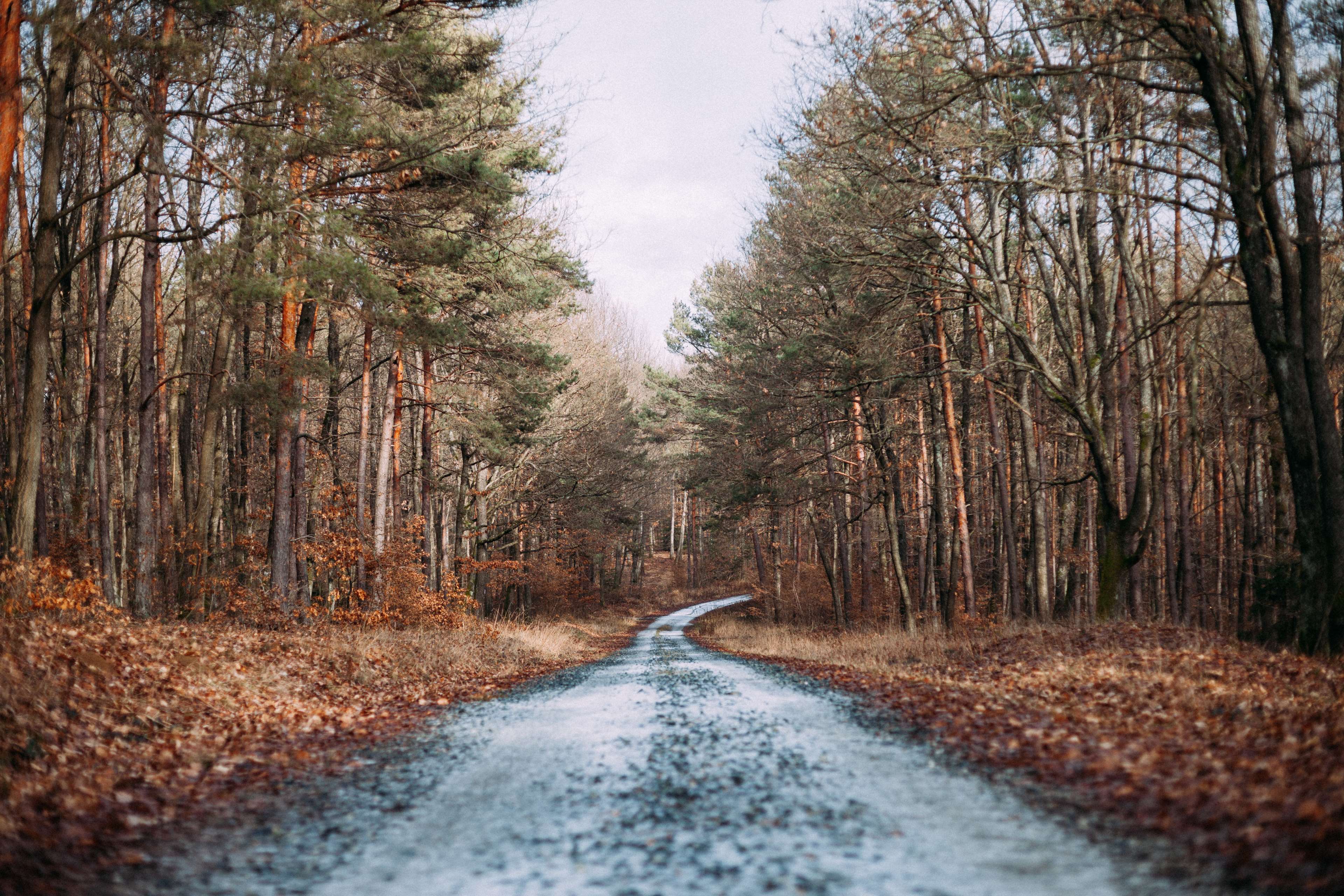 Road through a forest in autumn HD Wallpaper