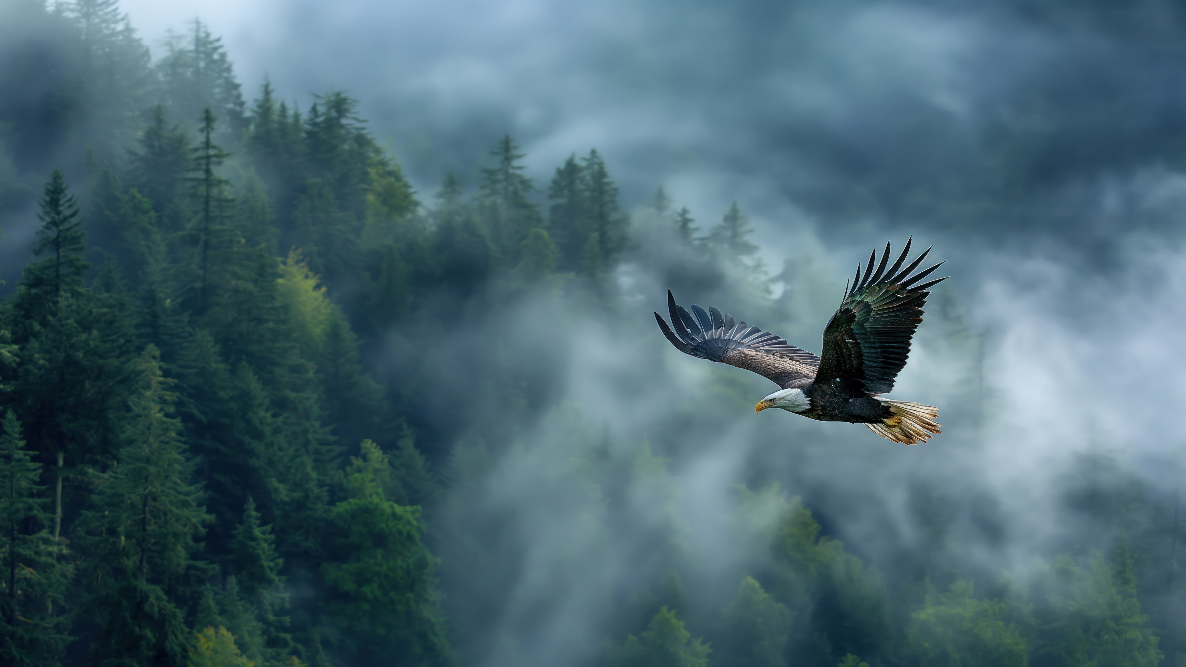 Bald Eagle Flying Over Foggy Forest 4K HD Wallpaper