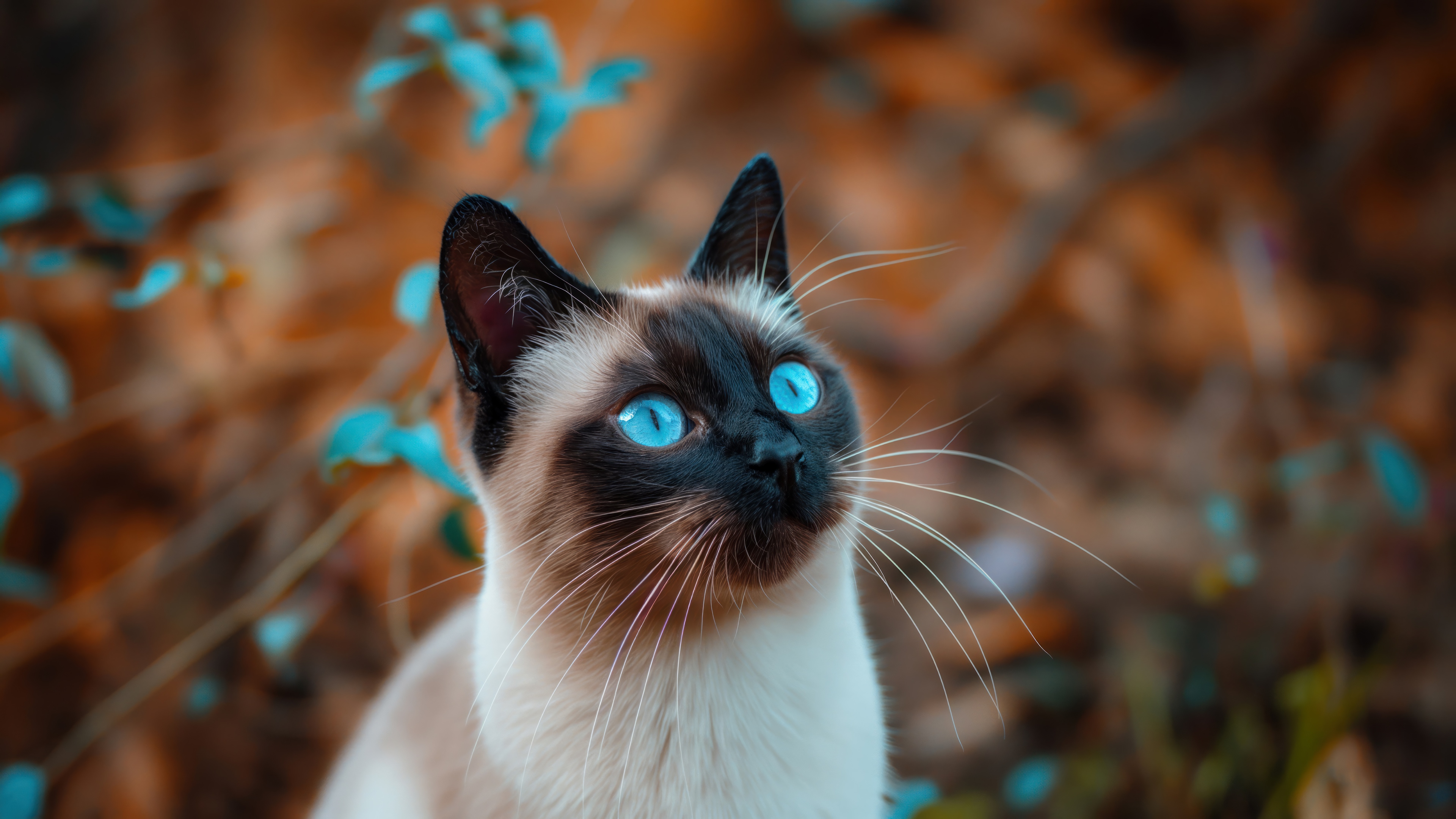 Siamese Cat with Blue Eyes in 4K HD Wallpaper