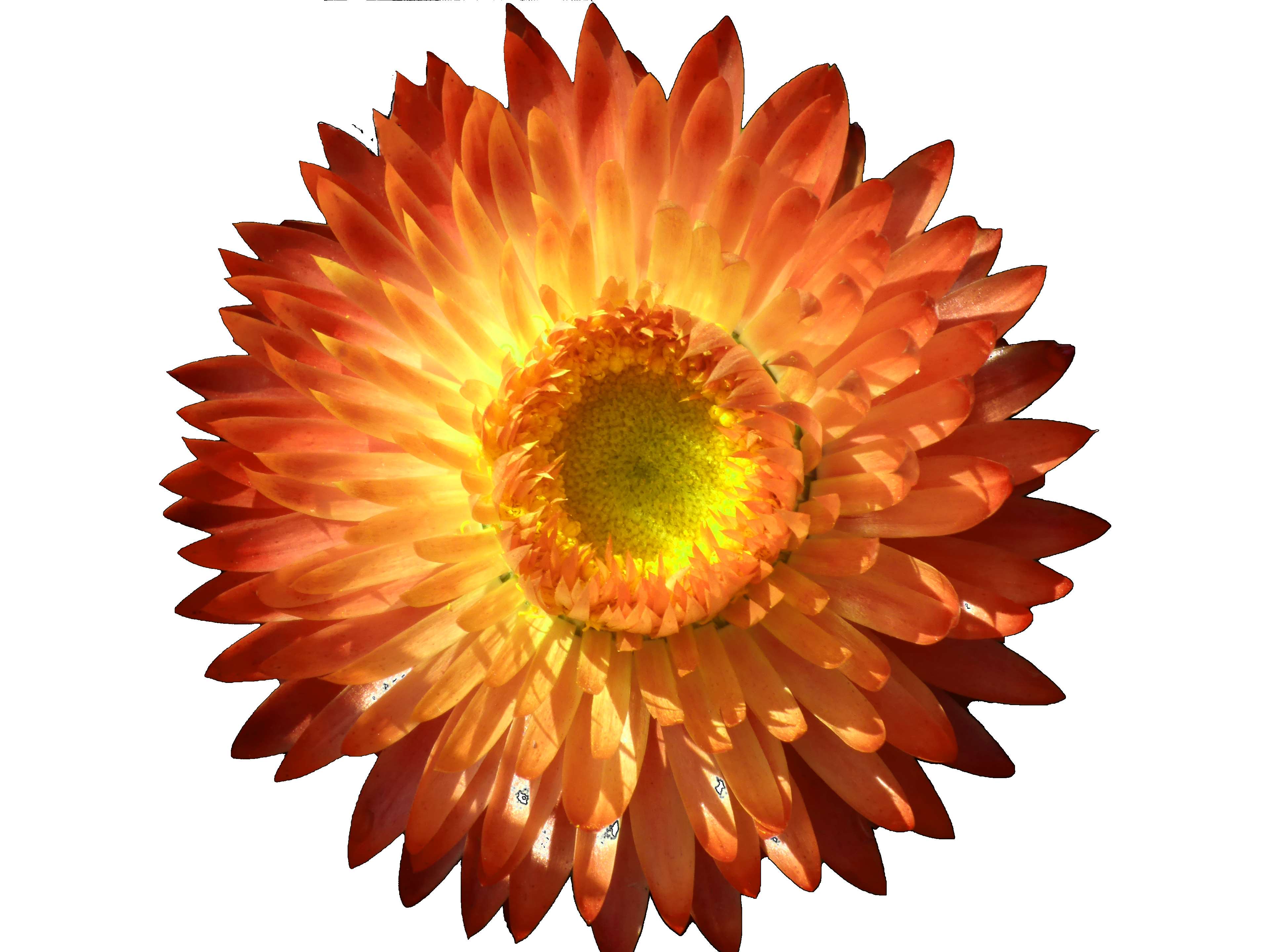 Orange and yellow strawflower isolated on white background HD Wallpaper