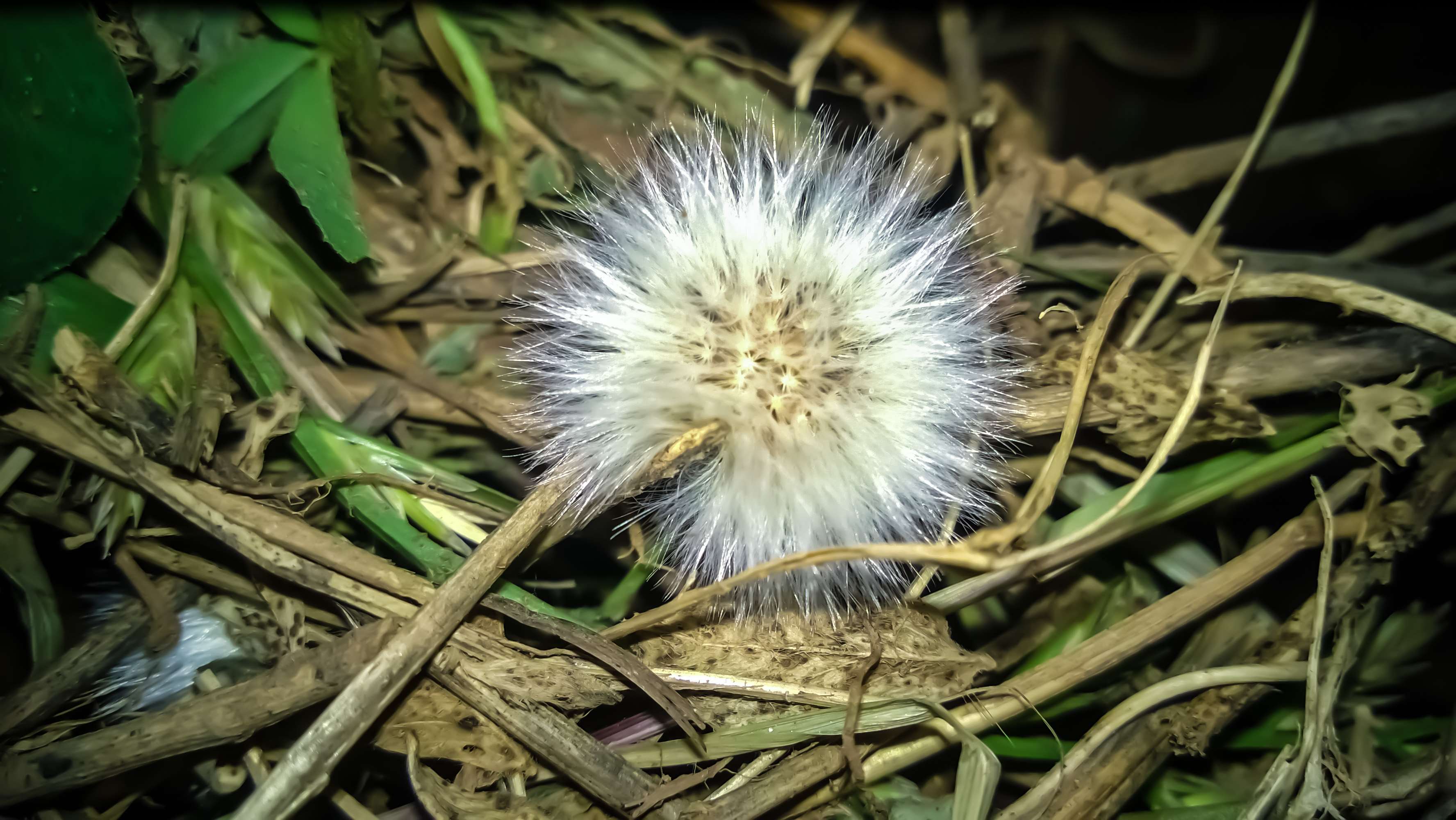 Close-up of a fluffy dandelion seed head on the ground HD Wallpaper