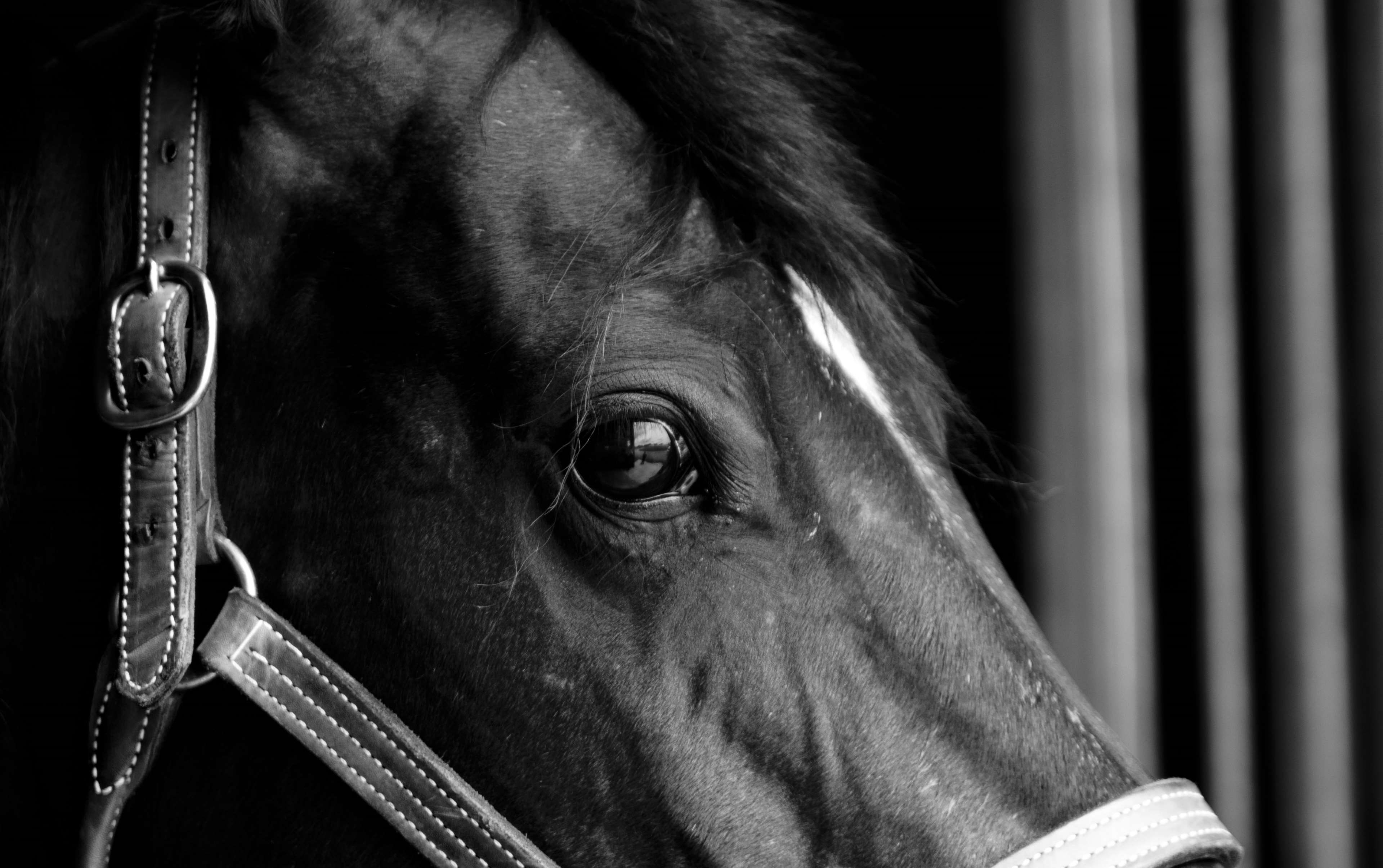 Close up of a black horse's eye with halter HD Wallpaper