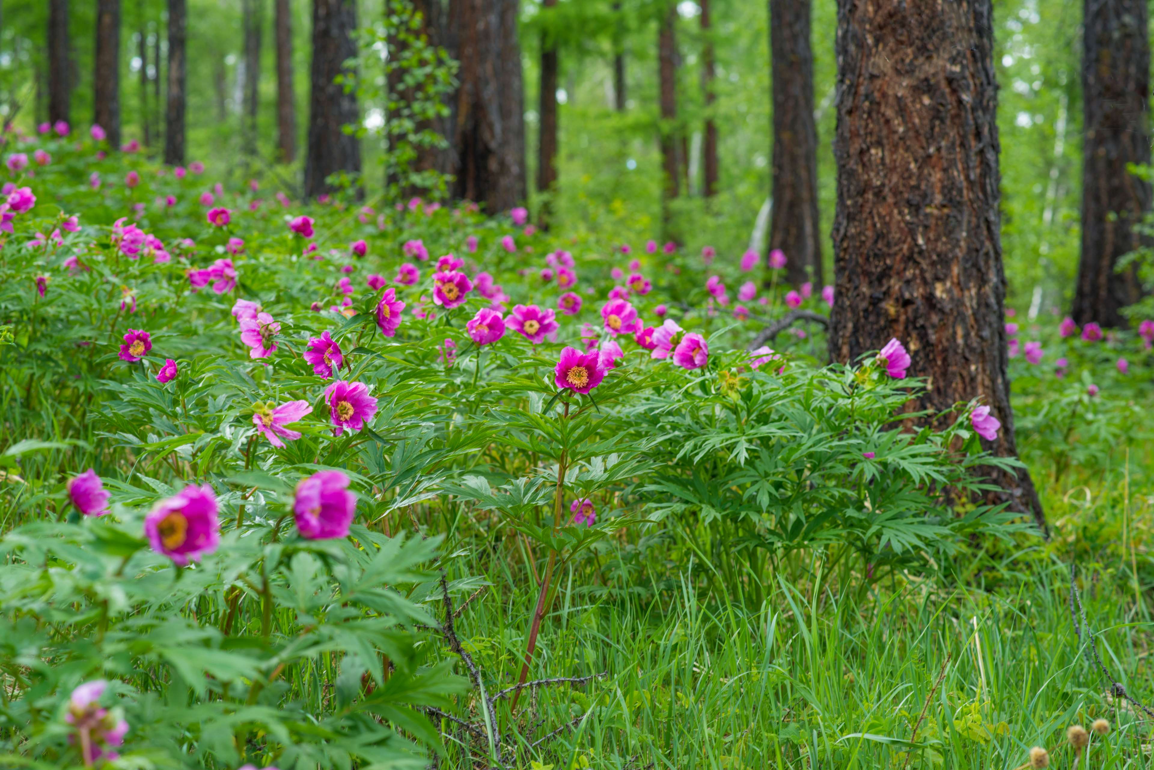 Peonies blooming in a larch forest in Mongolia HD Wallpaper