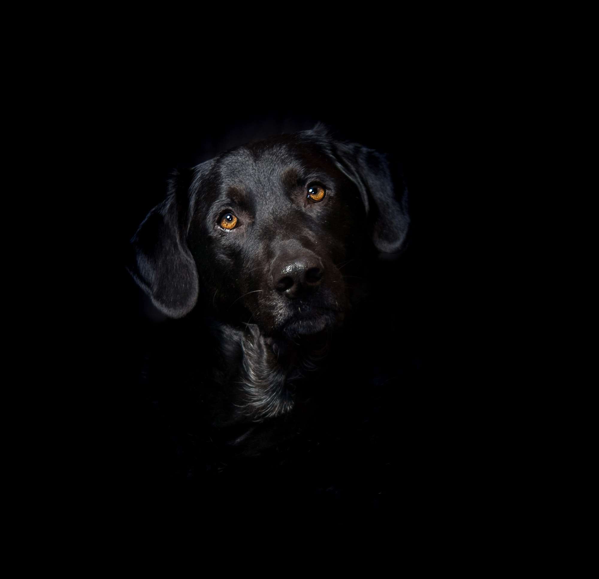 Black Labrador dog portrait with amber eyes HD Wallpaper
