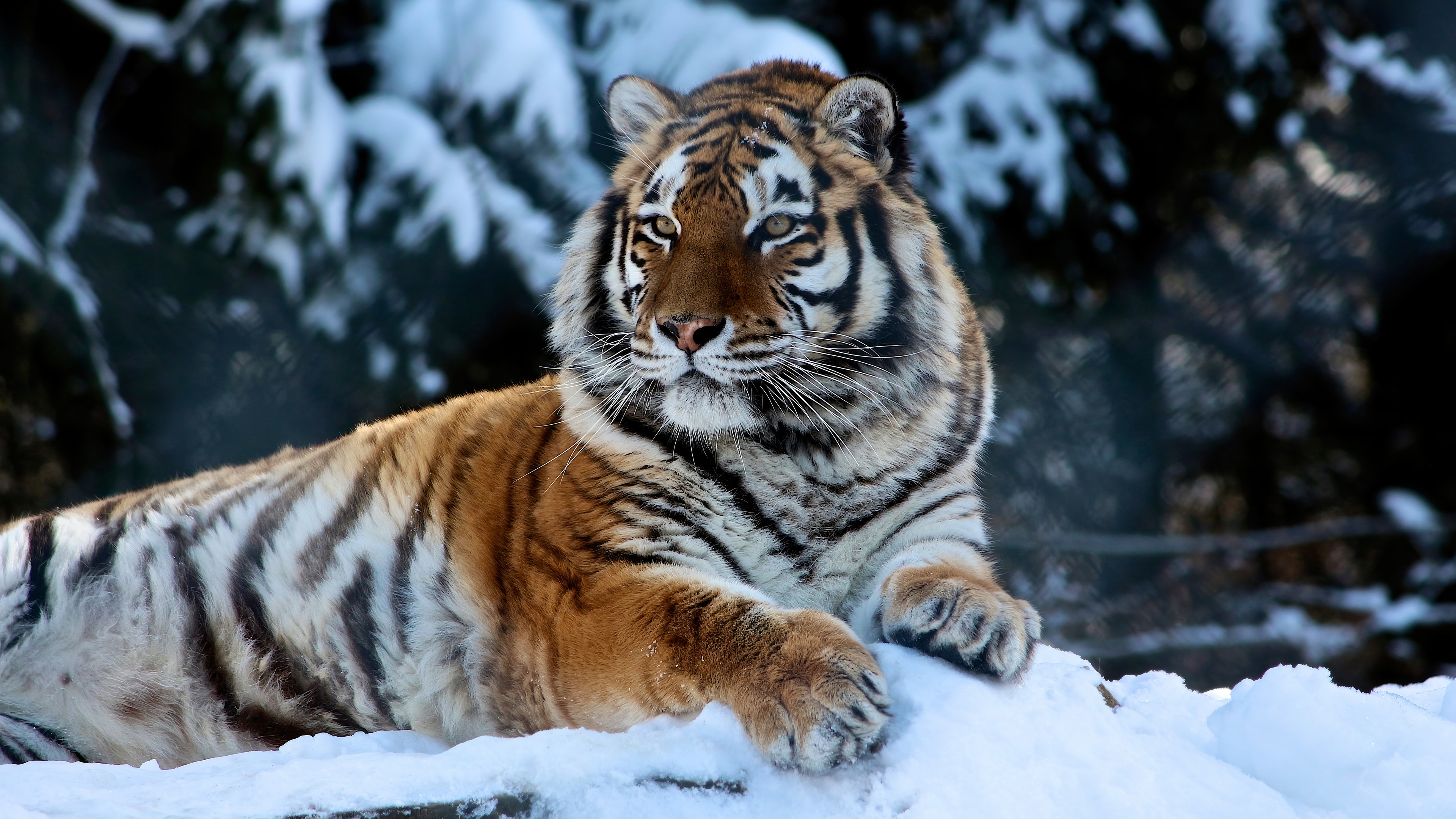 Tiger in the Snow 4K HD Wallpaper