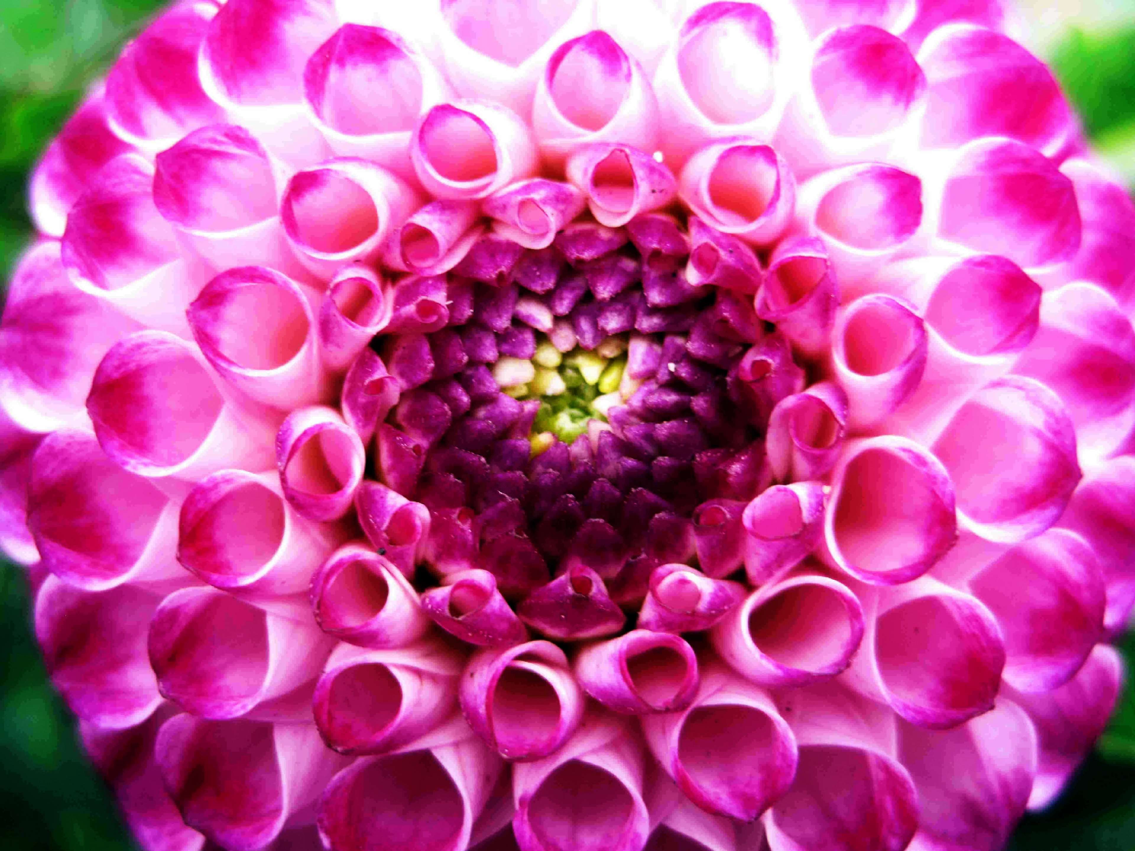 Close-up of a pink dahlia flower HD Wallpaper
