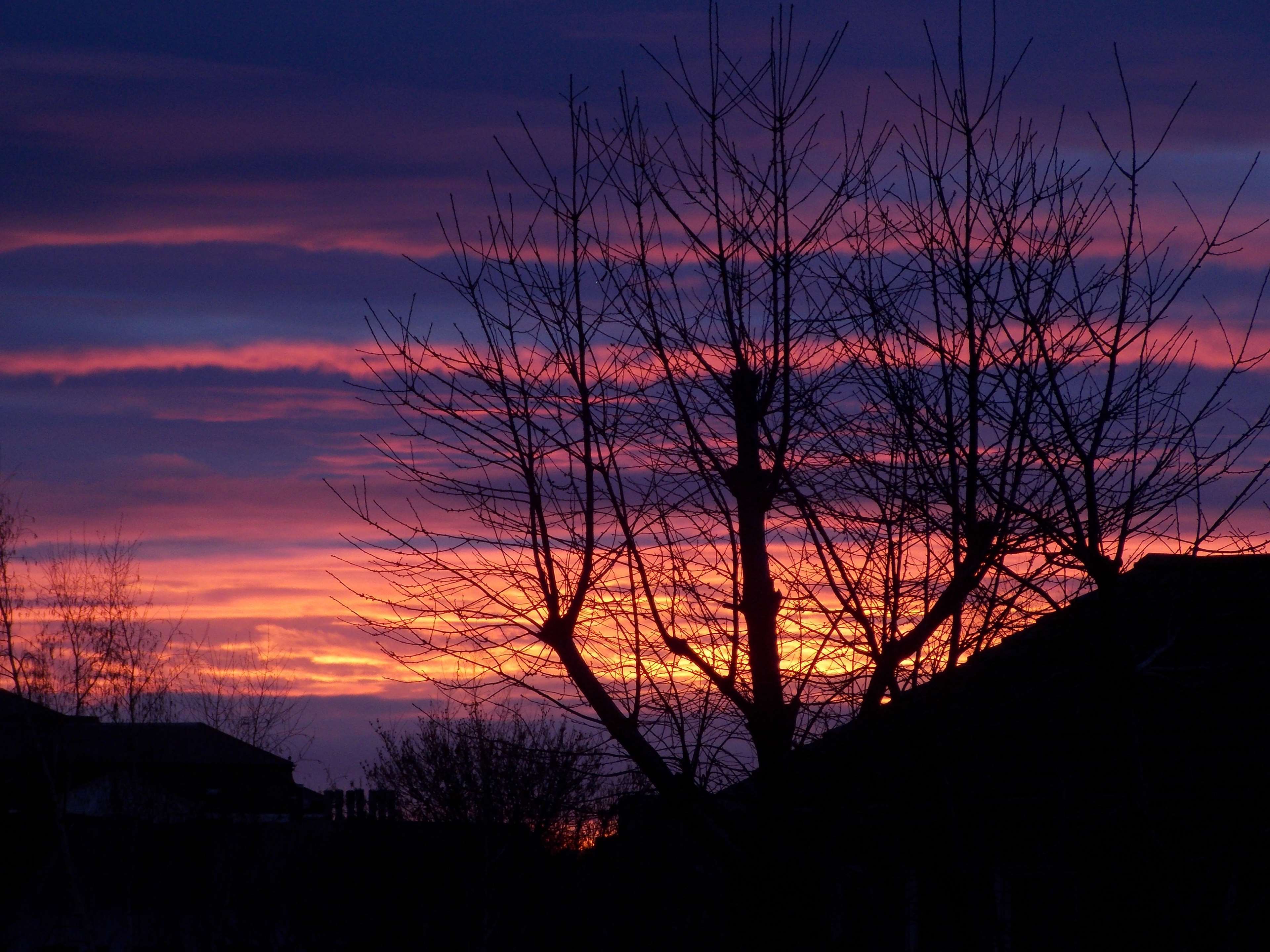 Silhouette of trees against a colorful sunset sky HD Wallpaper
