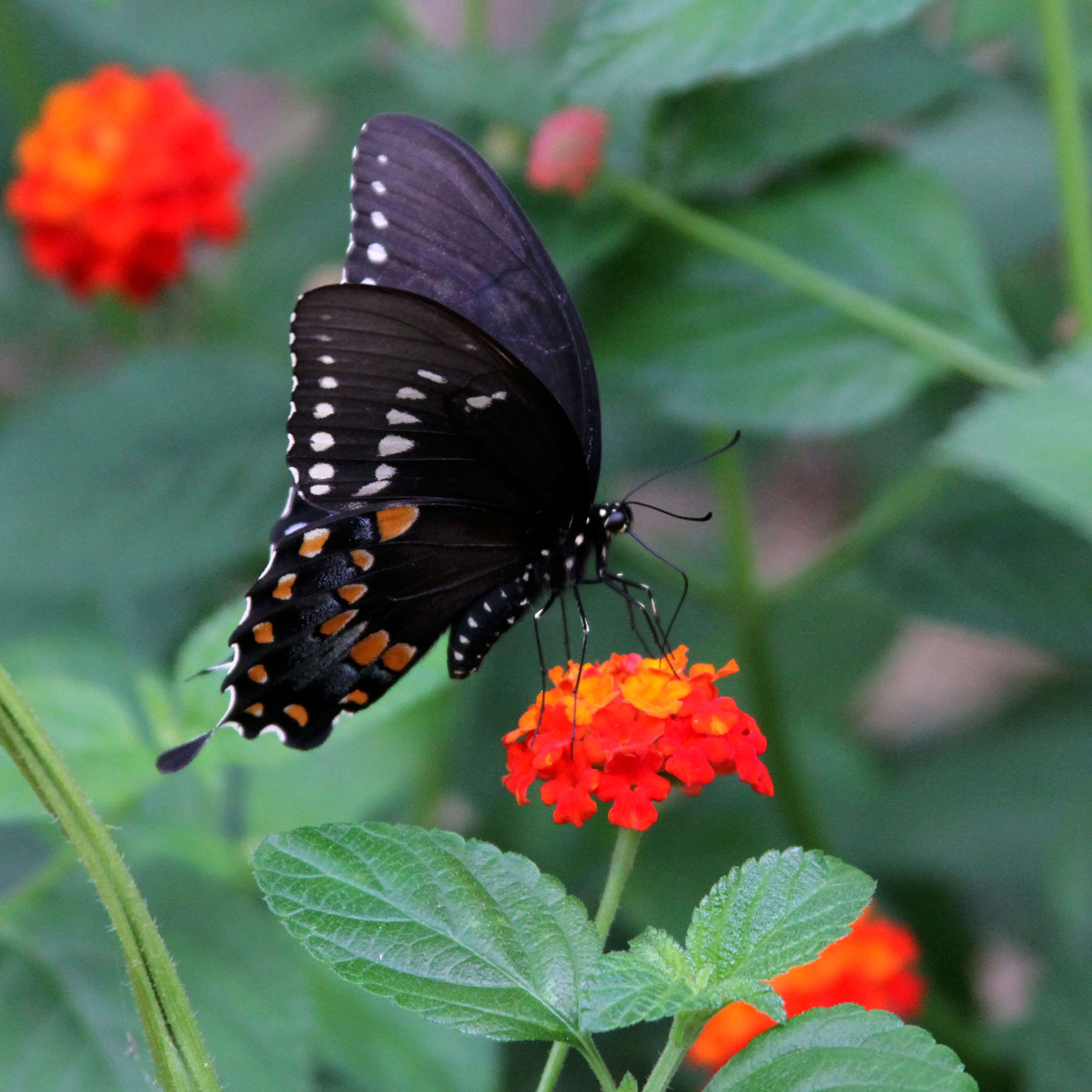 Black butterfly on orange and red flowers HD Wallpaper