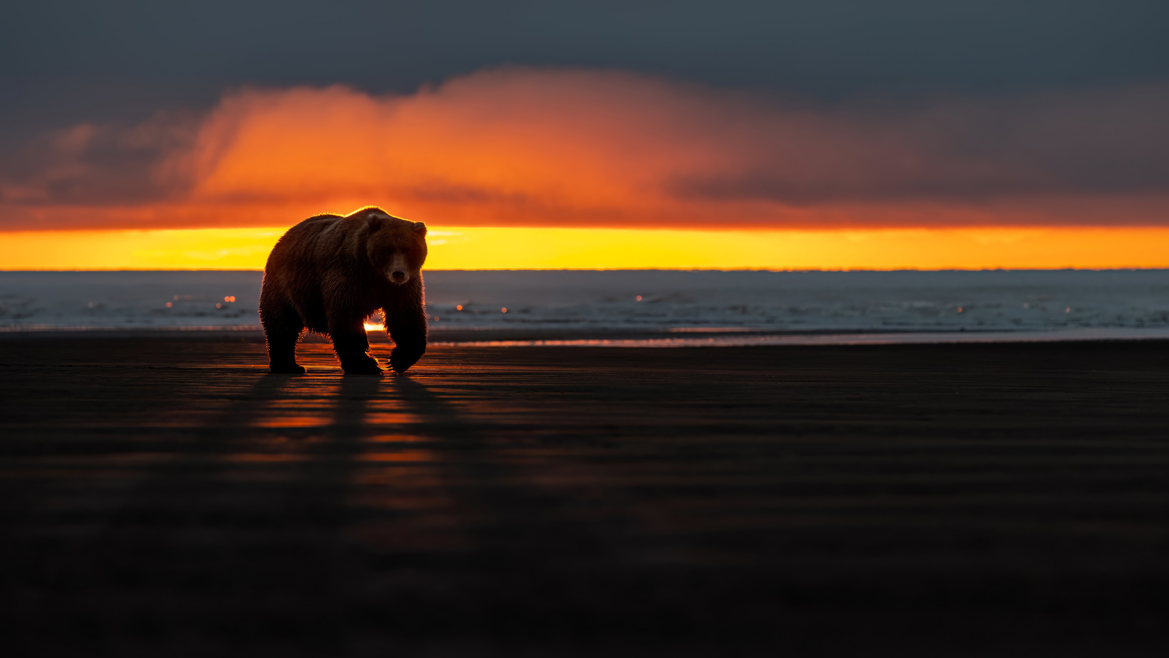 Brown bear walks on a beach at sunset 4K HD Wallpaper