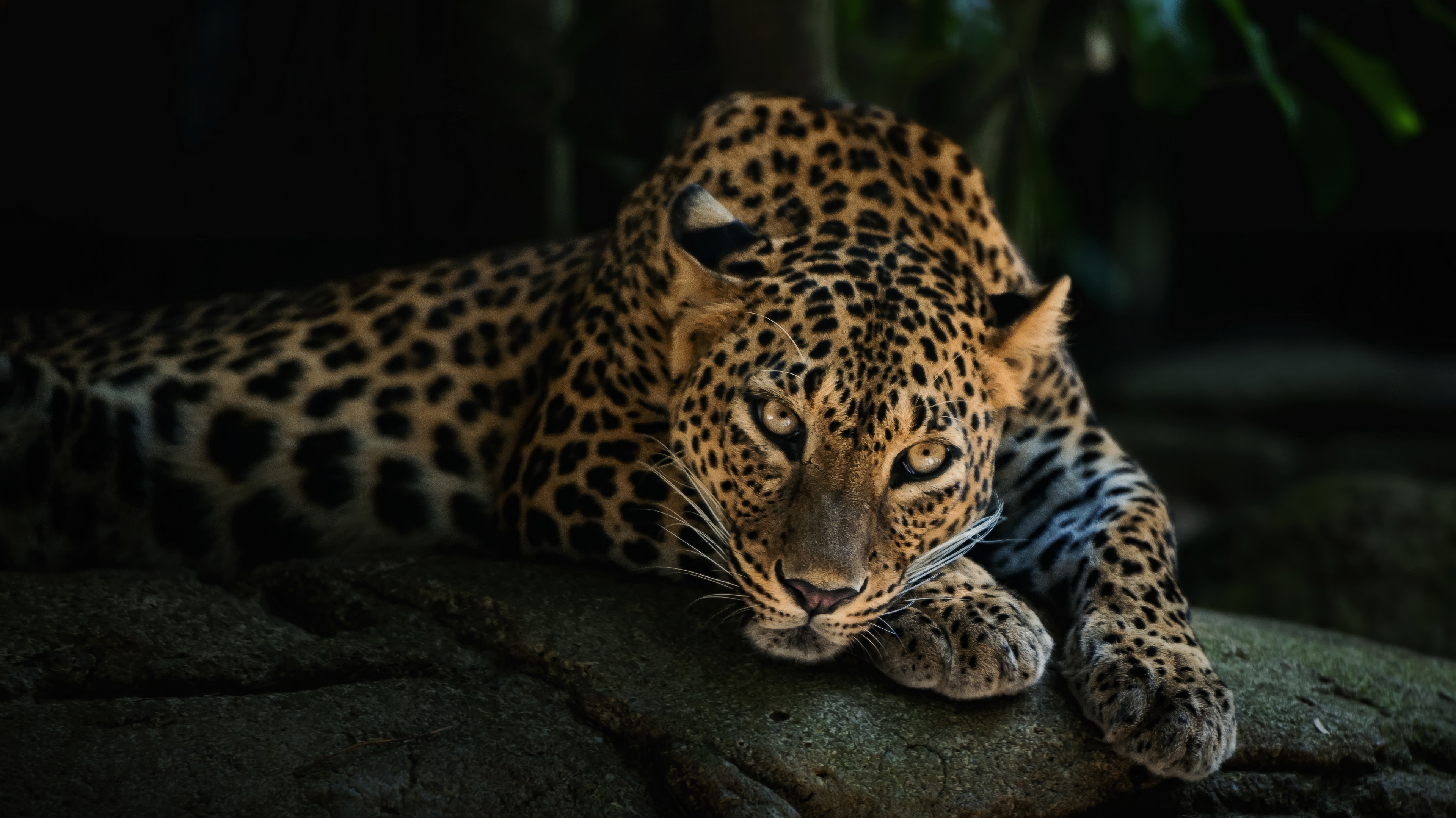 Leopard resting on a rock in 4K HD Wallpaper