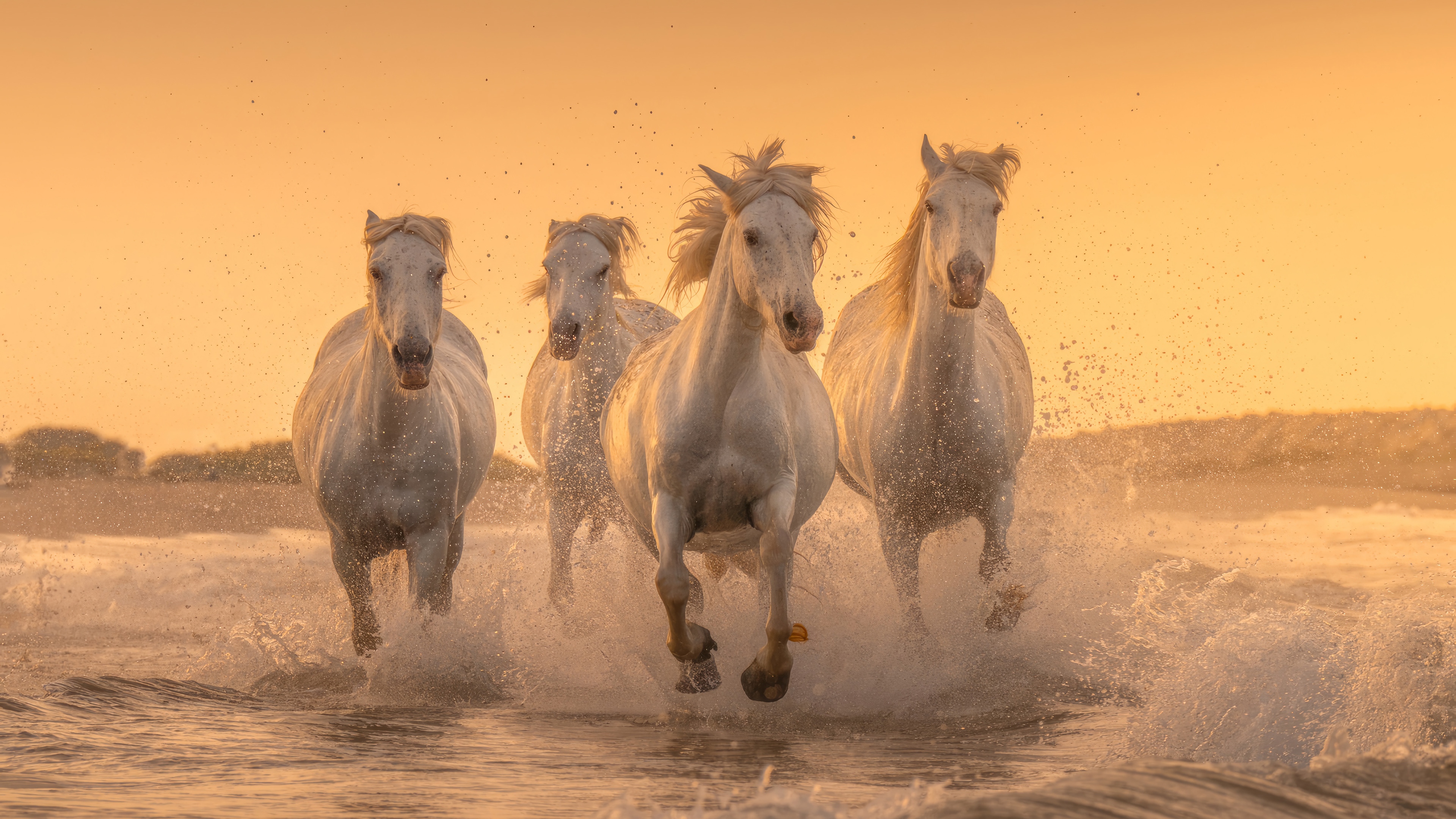 Four white horses running through water at sunset HD Wallpaper